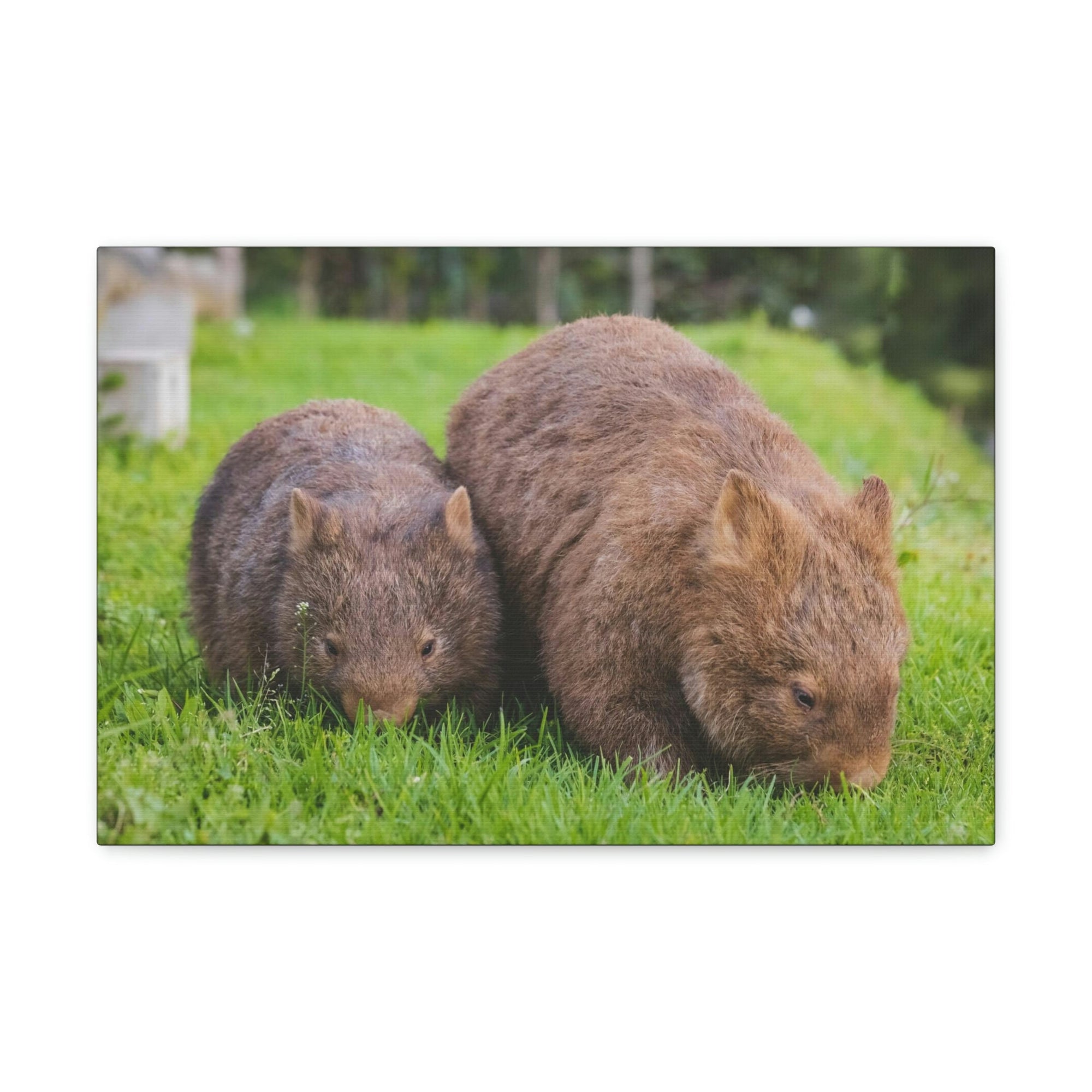 Scripture Walls Wombat Couple Wombat Couple Print Animal Wall Art Wildlife Canvas Prints Wall Art Ready to Hang Unframed-Express Your Love Gifts