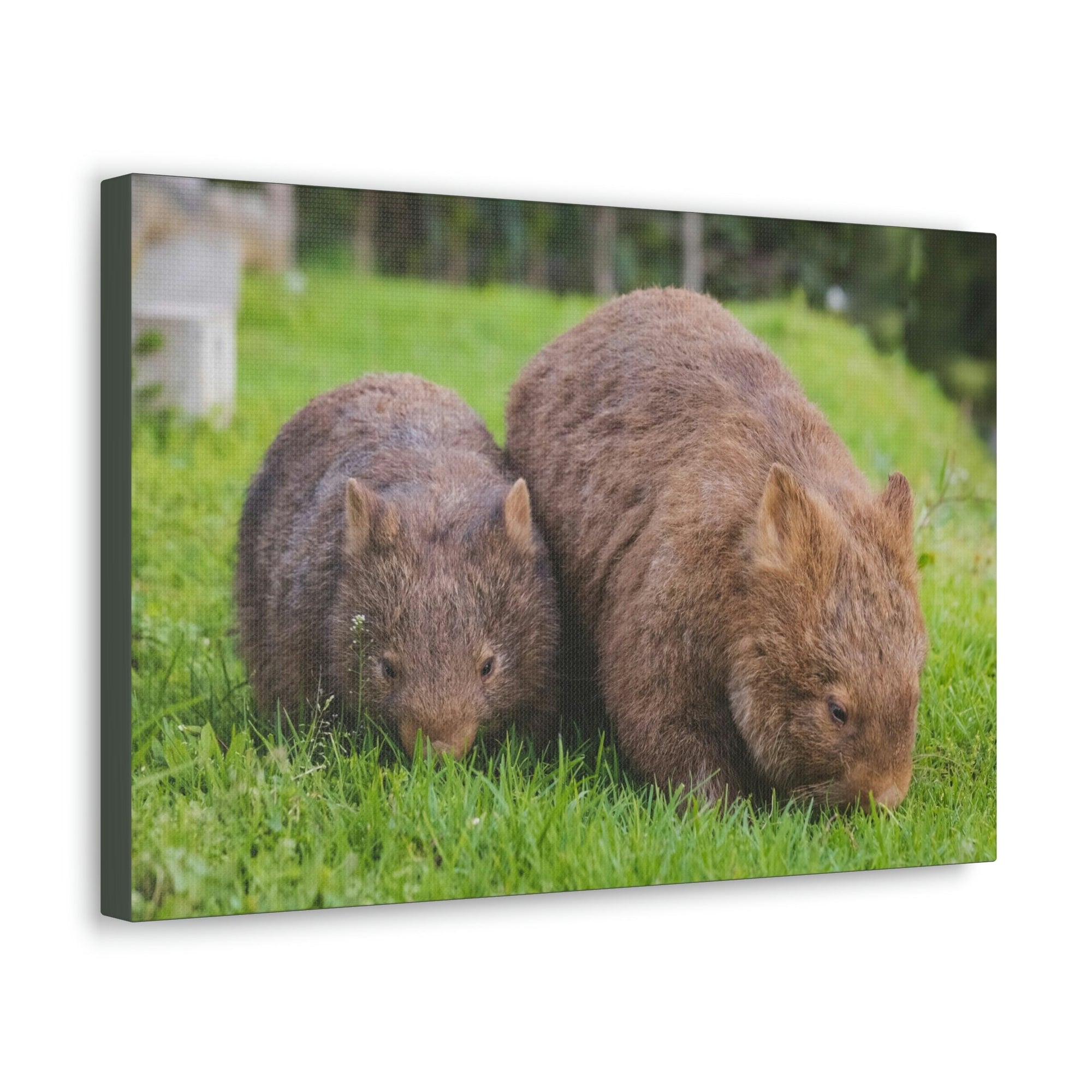 Scripture Walls Wombat Couple Wombat Couple Print Animal Wall Art Wildlife Canvas Prints Wall Art Ready to Hang Unframed-Express Your Love Gifts