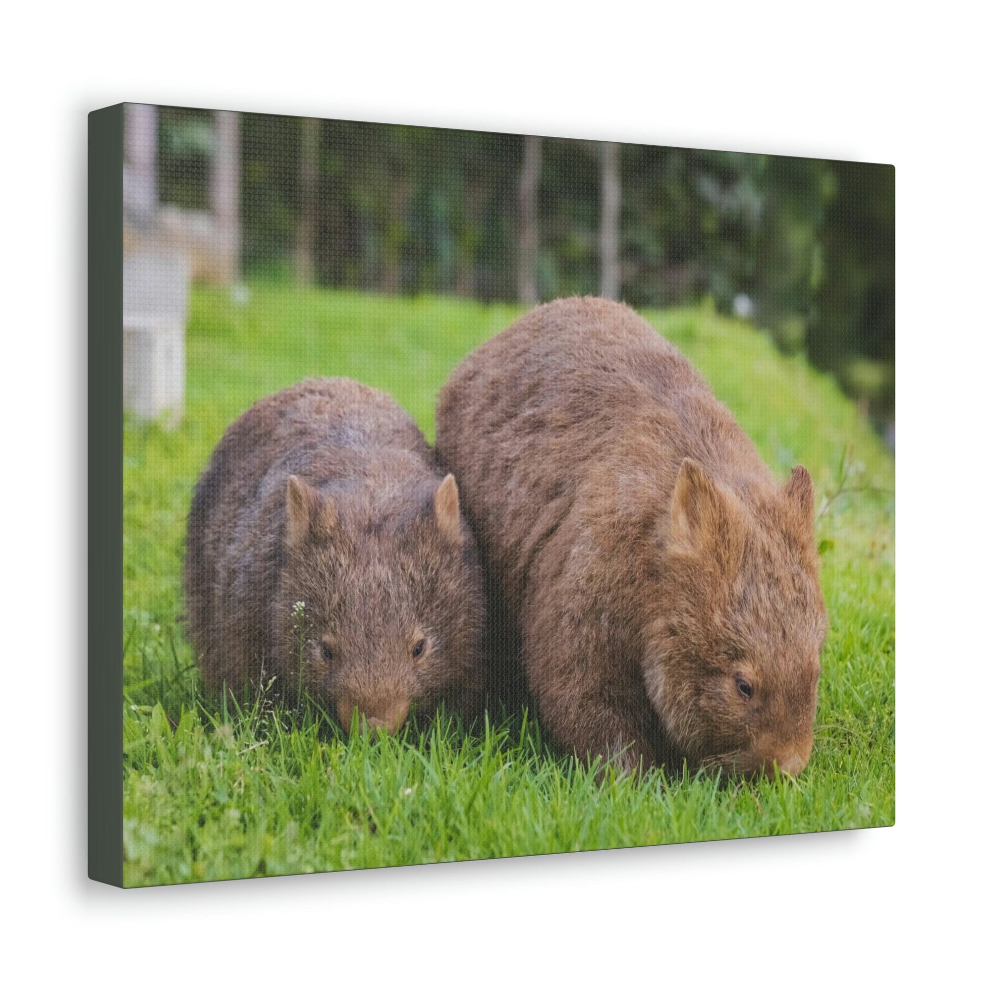 Scripture Walls Wombat Couple Wombat Couple Print Animal Wall Art Wildlife Canvas Prints Wall Art Ready to Hang Unframed-Express Your Love Gifts