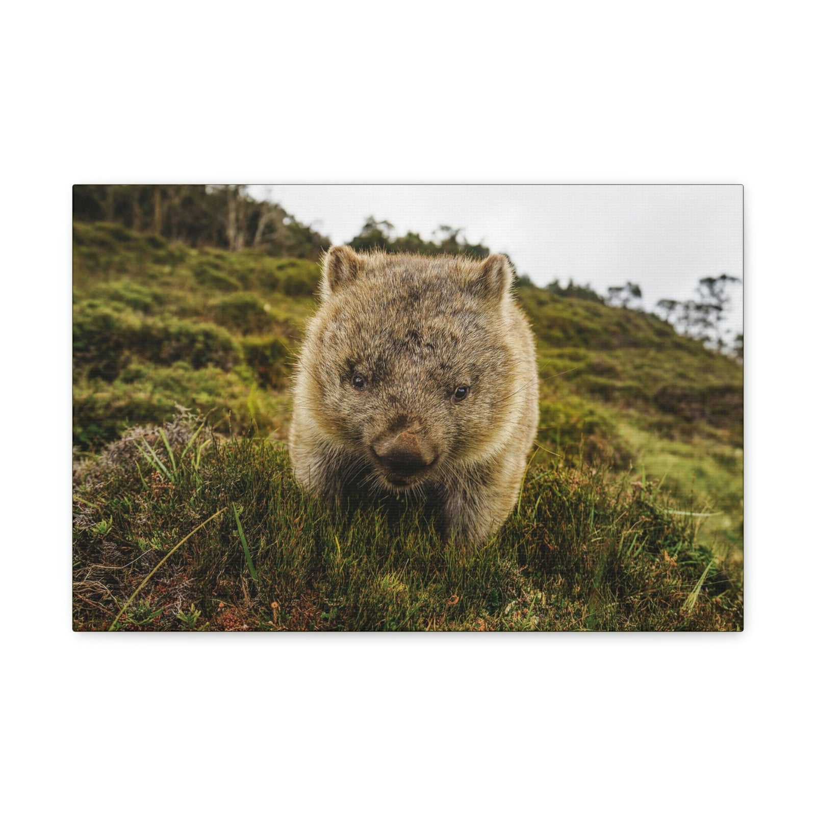 Scripture Walls Wombat Hunting Wombat on Hunt Print Animal Wall Art Wildlife Canvas Prints Wall Art Ready to Hang Unframed-Express Your Love Gifts