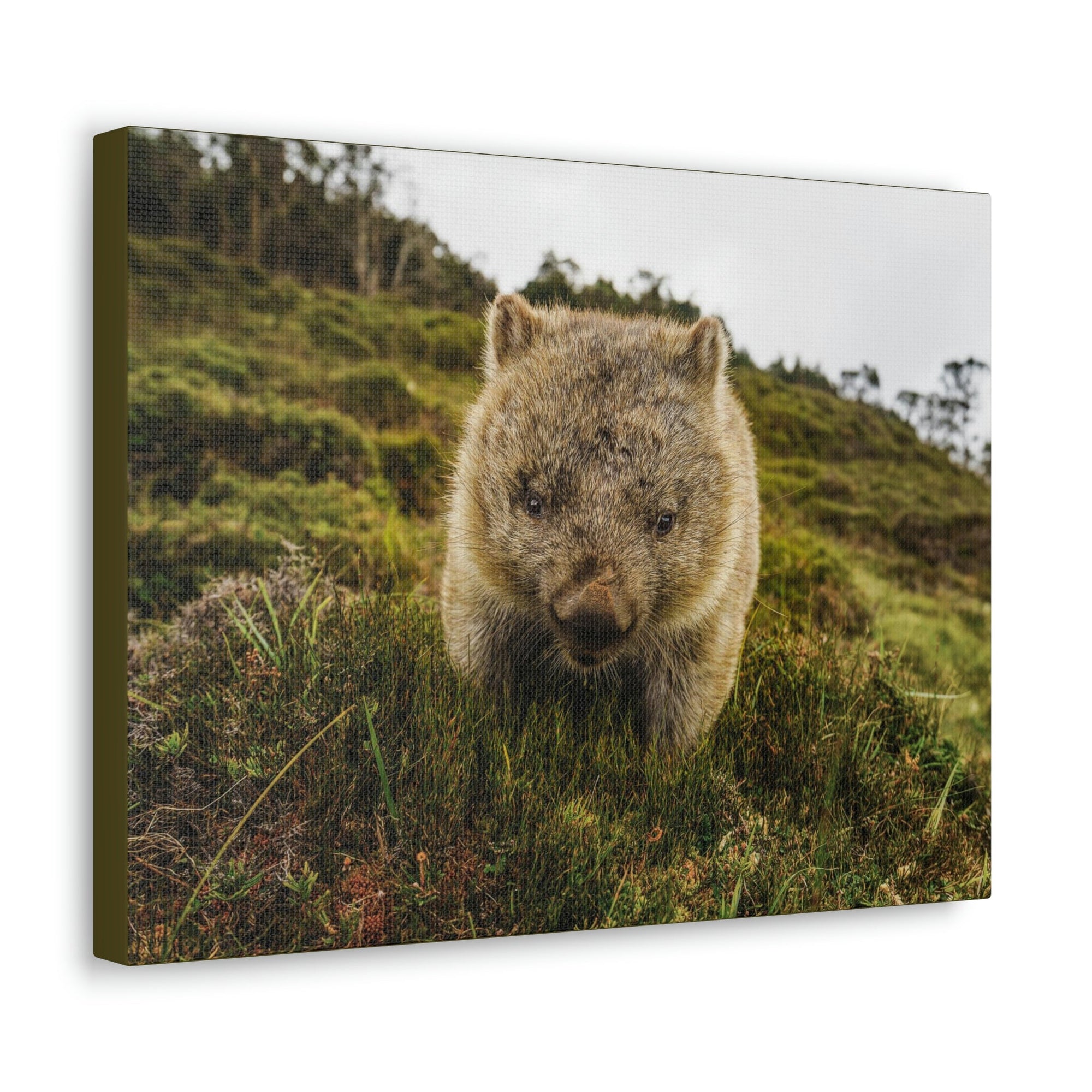 Scripture Walls Wombat Hunting Wombat on Hunt Print Animal Wall Art Wildlife Canvas Prints Wall Art Ready to Hang Unframed-Express Your Love Gifts