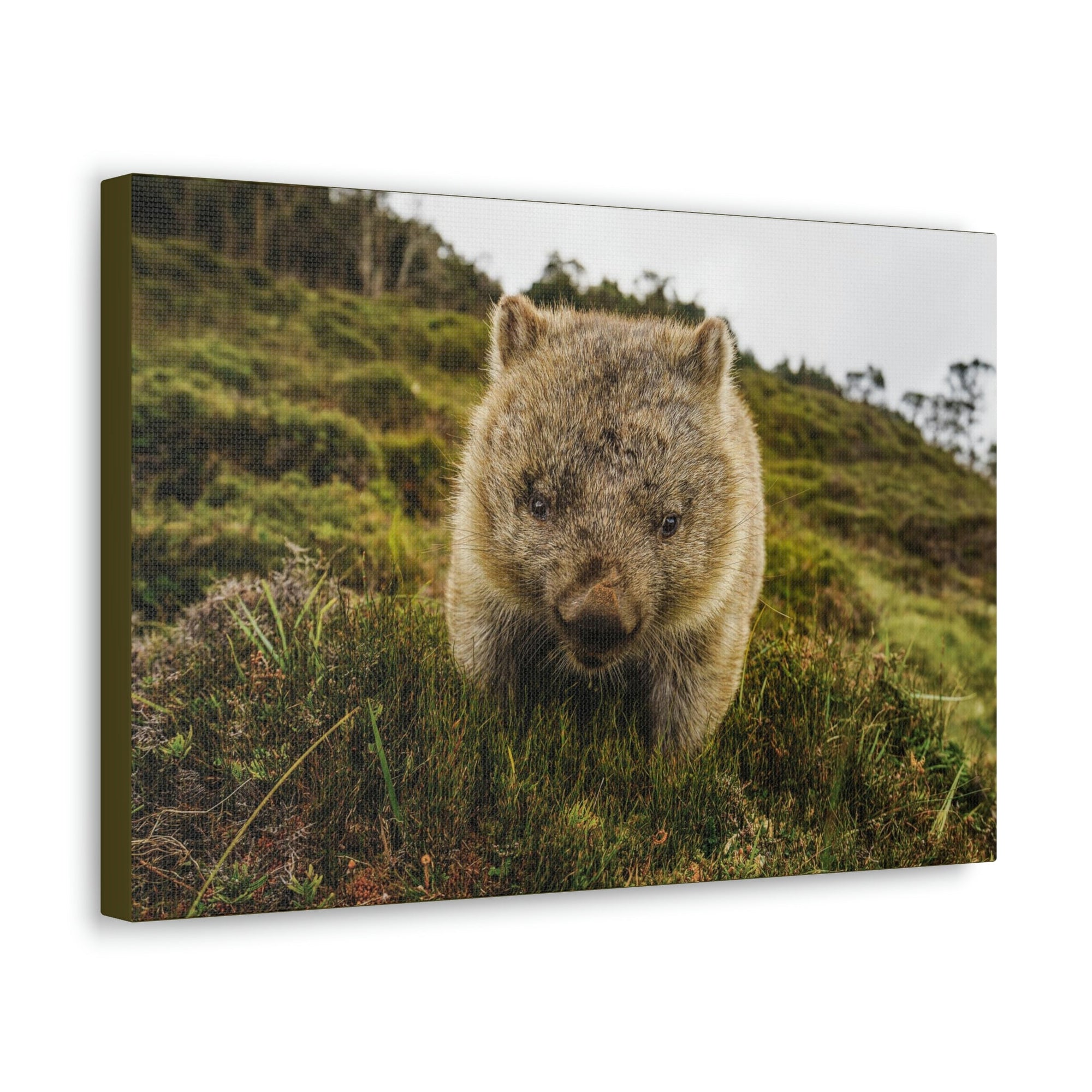 Scripture Walls Wombat Hunting Wombat on Hunt Print Animal Wall Art Wildlife Canvas Prints Wall Art Ready to Hang Unframed-Express Your Love Gifts