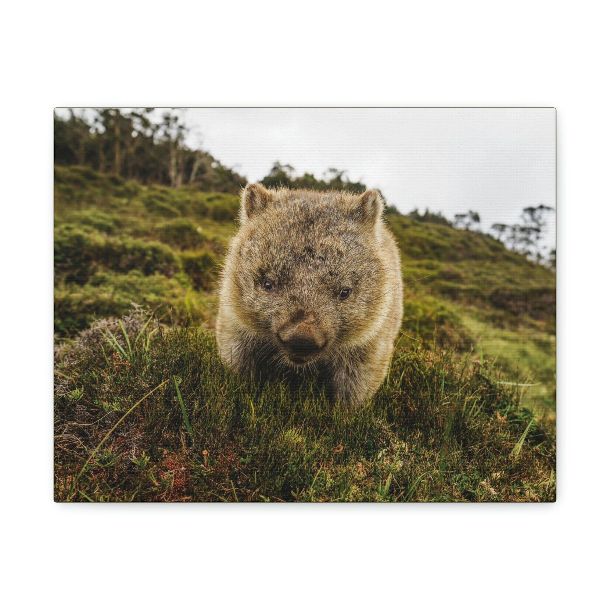 Scripture Walls Wombat Hunting Wombat on Hunt Print Animal Wall Art Wildlife Canvas Prints Wall Art Ready to Hang Unframed-Express Your Love Gifts