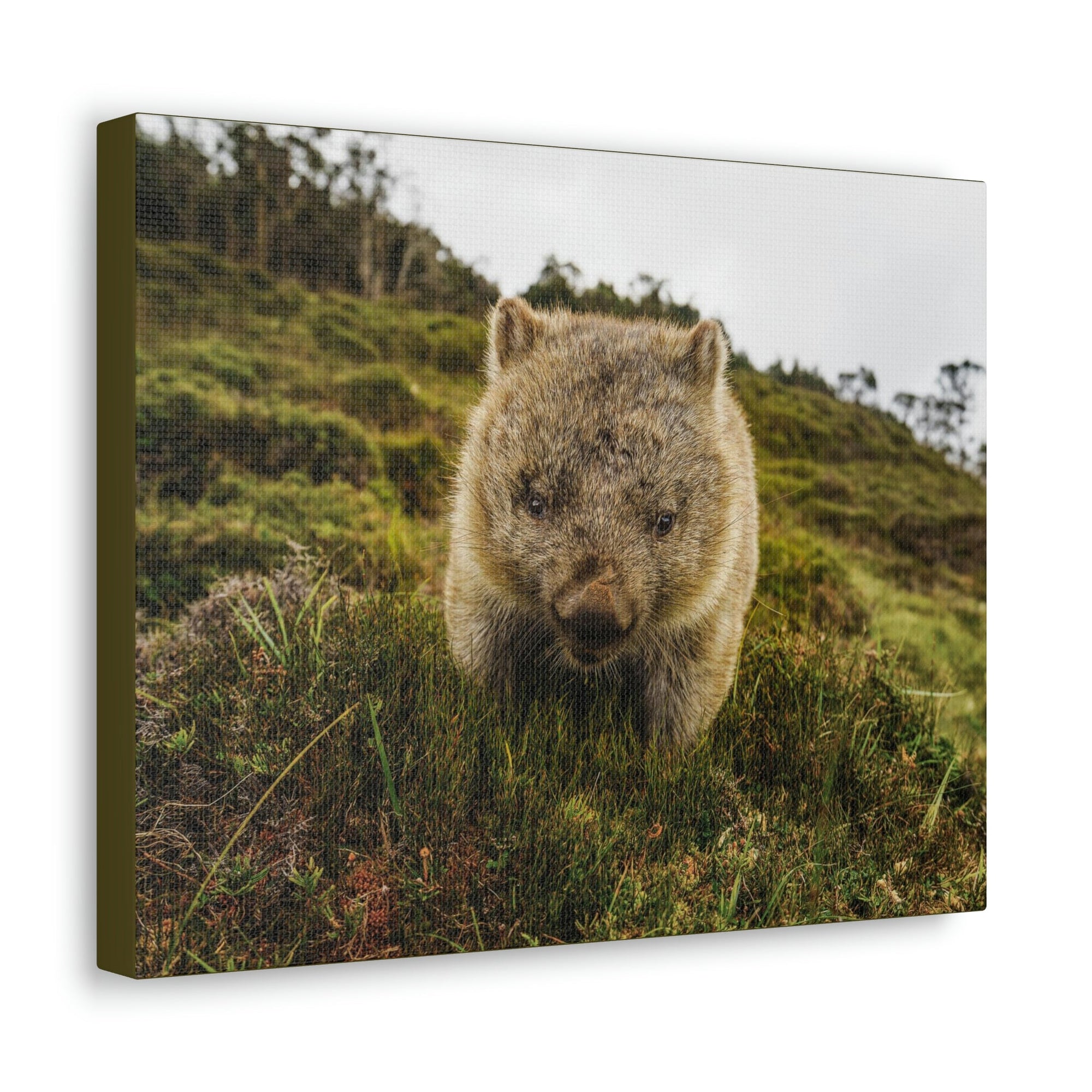 Scripture Walls Wombat Hunting Wombat on Hunt Print Animal Wall Art Wildlife Canvas Prints Wall Art Ready to Hang Unframed-Express Your Love Gifts