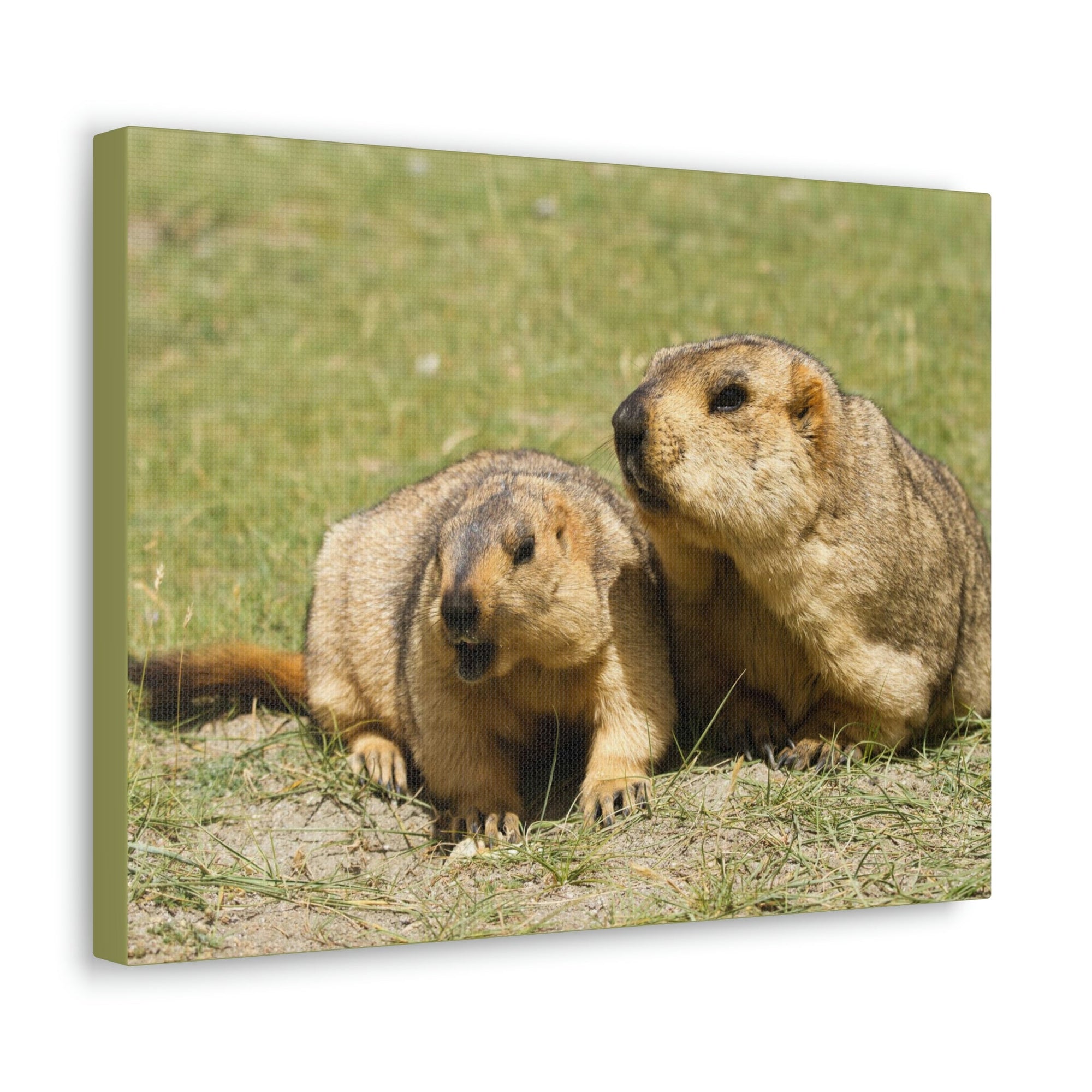 Scripture Walls Woodchuck Couple Woodchuck Couple Print Animal Wall Art Wildlife Canvas Prints Wall Art Ready to Hang Unframed-Express Your Love Gifts