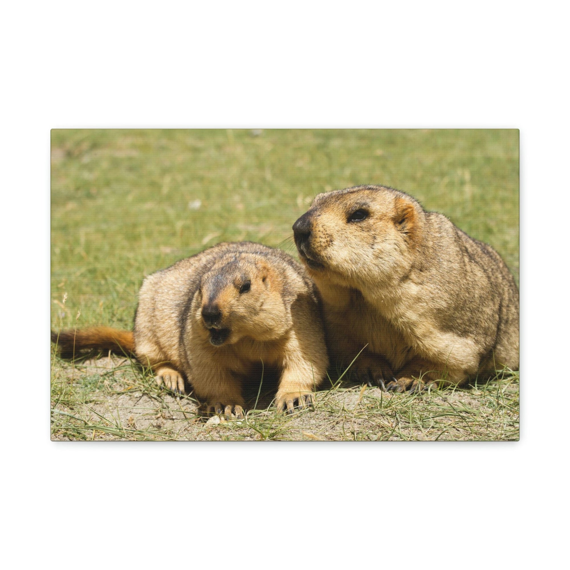 Scripture Walls Woodchuck Couple Woodchuck Couple Print Animal Wall Art Wildlife Canvas Prints Wall Art Ready to Hang Unframed-Express Your Love Gifts