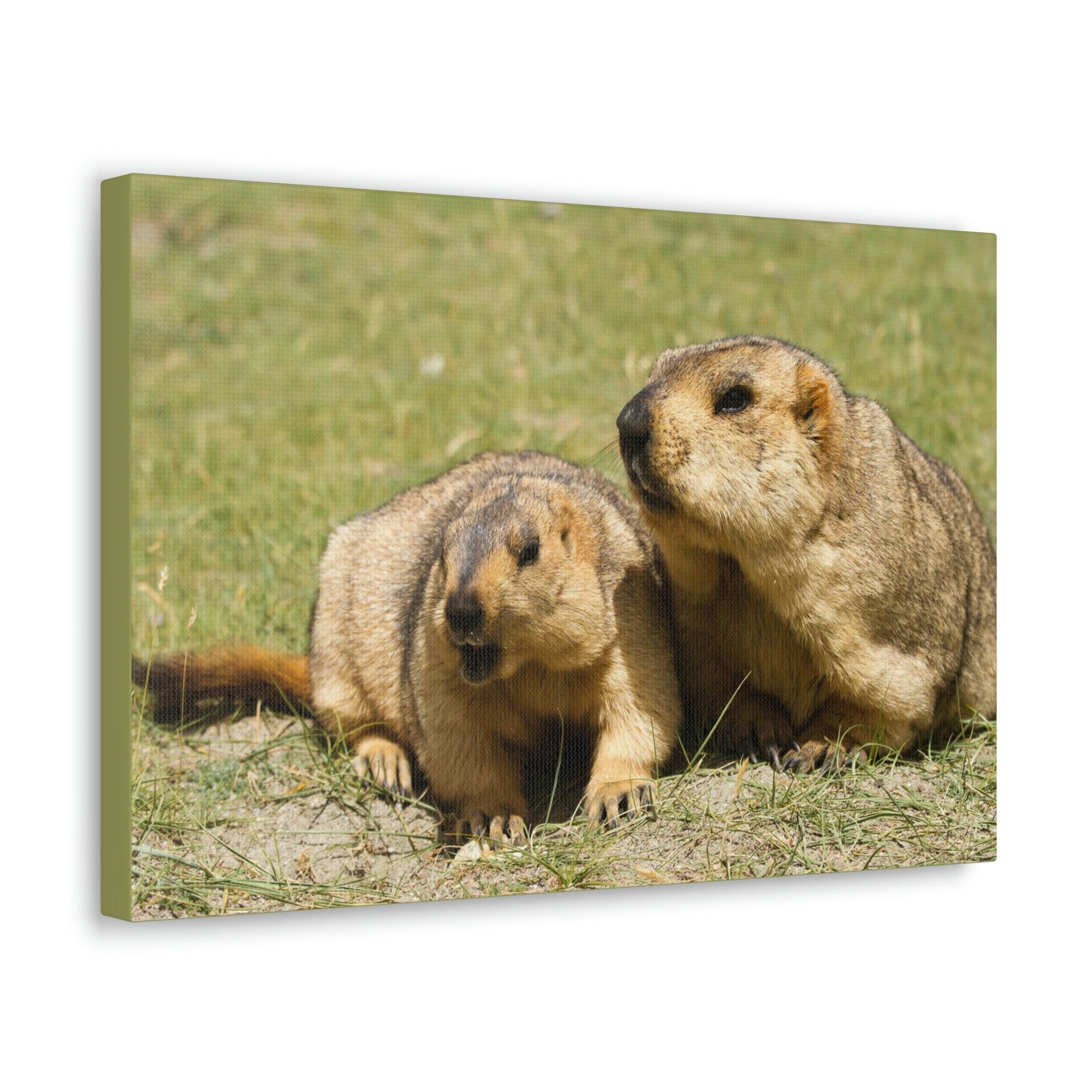 Scripture Walls Woodchuck Couple Woodchuck Couple Print Animal Wall Art Wildlife Canvas Prints Wall Art Ready to Hang Unframed-Express Your Love Gifts