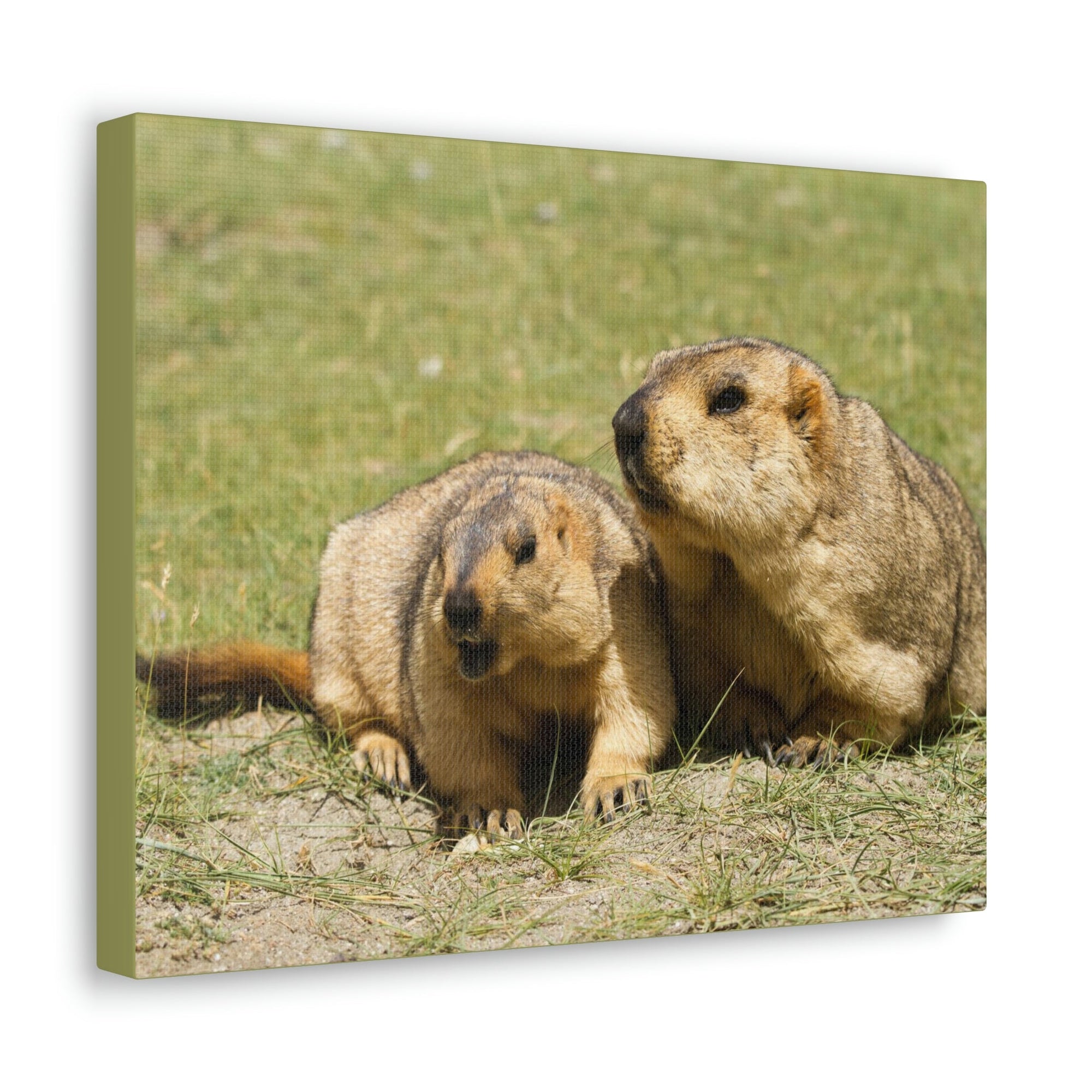 Scripture Walls Woodchuck Couple Woodchuck Couple Print Animal Wall Art Wildlife Canvas Prints Wall Art Ready to Hang Unframed-Express Your Love Gifts