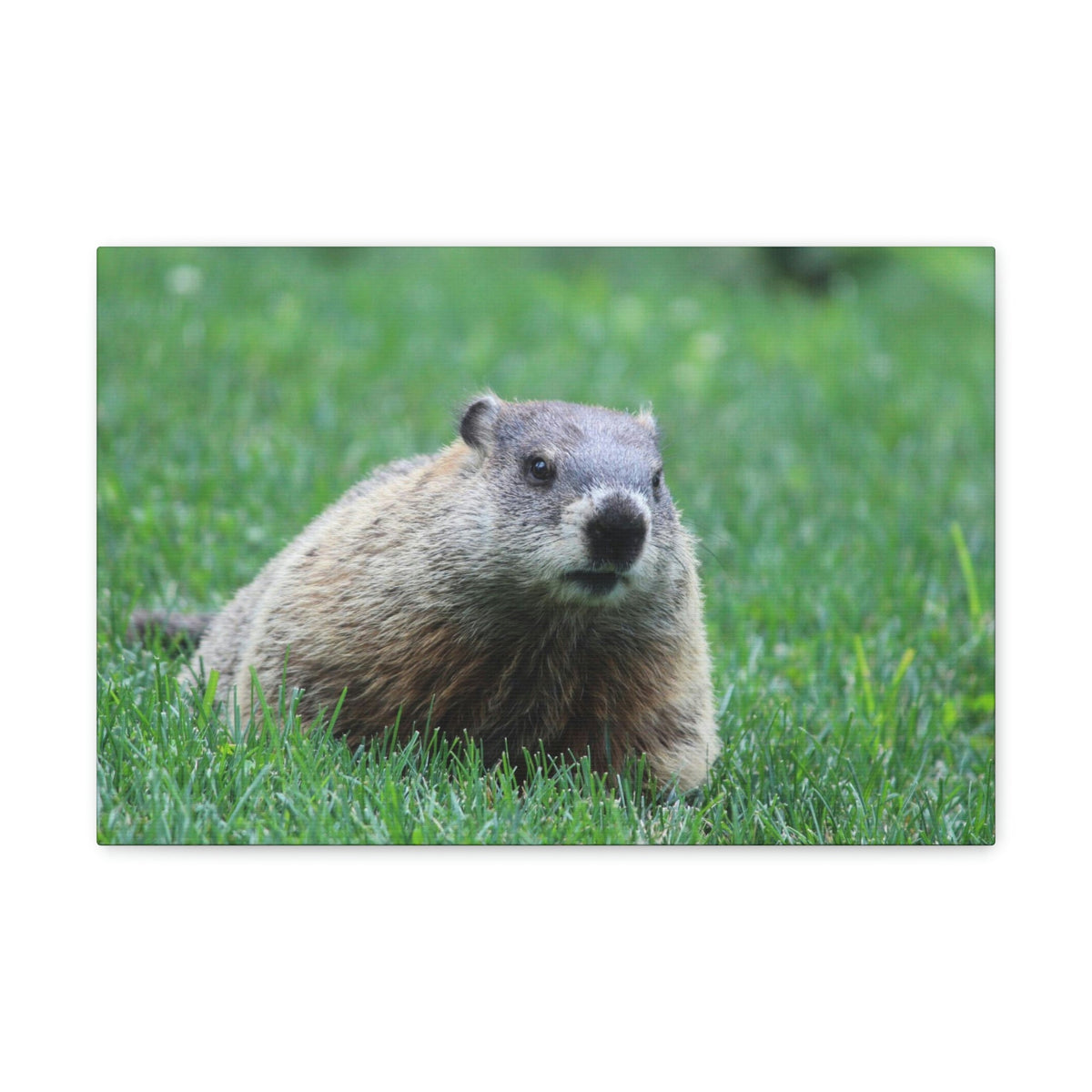 Scripture Walls Woodchuck Hunting Woodchuck on Hunt Print Animal Wall Art Wildlife Canvas Prints Wall Art Ready to Hang Unframed-Express Your Love Gifts