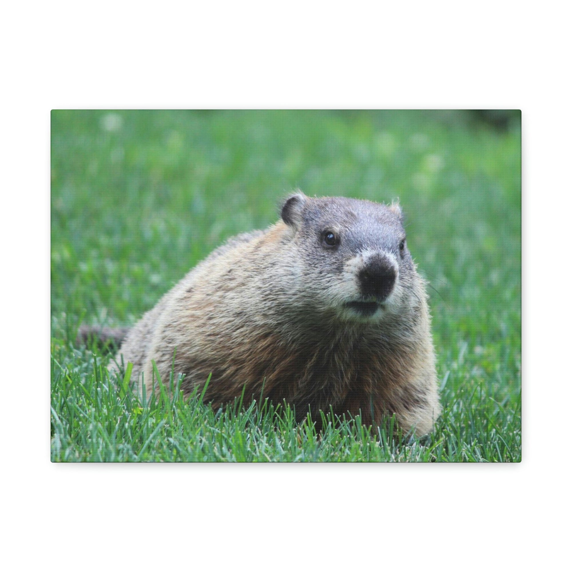 Scripture Walls Woodchuck Hunting Woodchuck on Hunt Print Animal Wall Art Wildlife Canvas Prints Wall Art Ready to Hang Unframed-Express Your Love Gifts