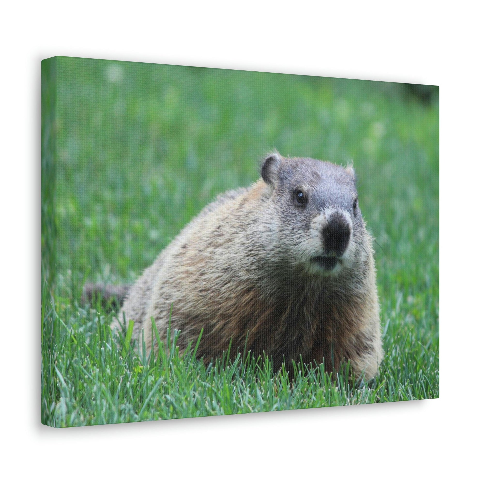 Scripture Walls Woodchuck Hunting Woodchuck on Hunt Print Animal Wall Art Wildlife Canvas Prints Wall Art Ready to Hang Unframed-Express Your Love Gifts