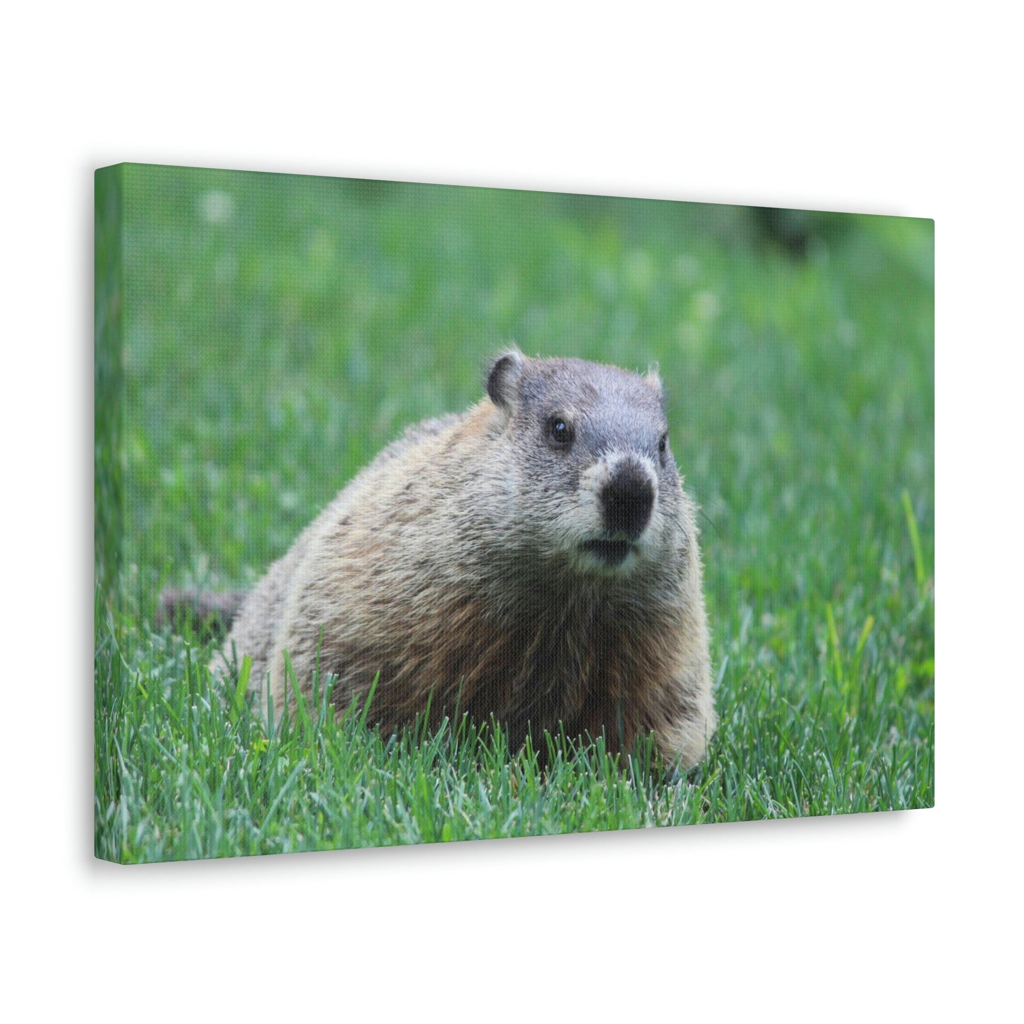 Scripture Walls Woodchuck Hunting Woodchuck on Hunt Print Animal Wall Art Wildlife Canvas Prints Wall Art Ready to Hang Unframed-Express Your Love Gifts