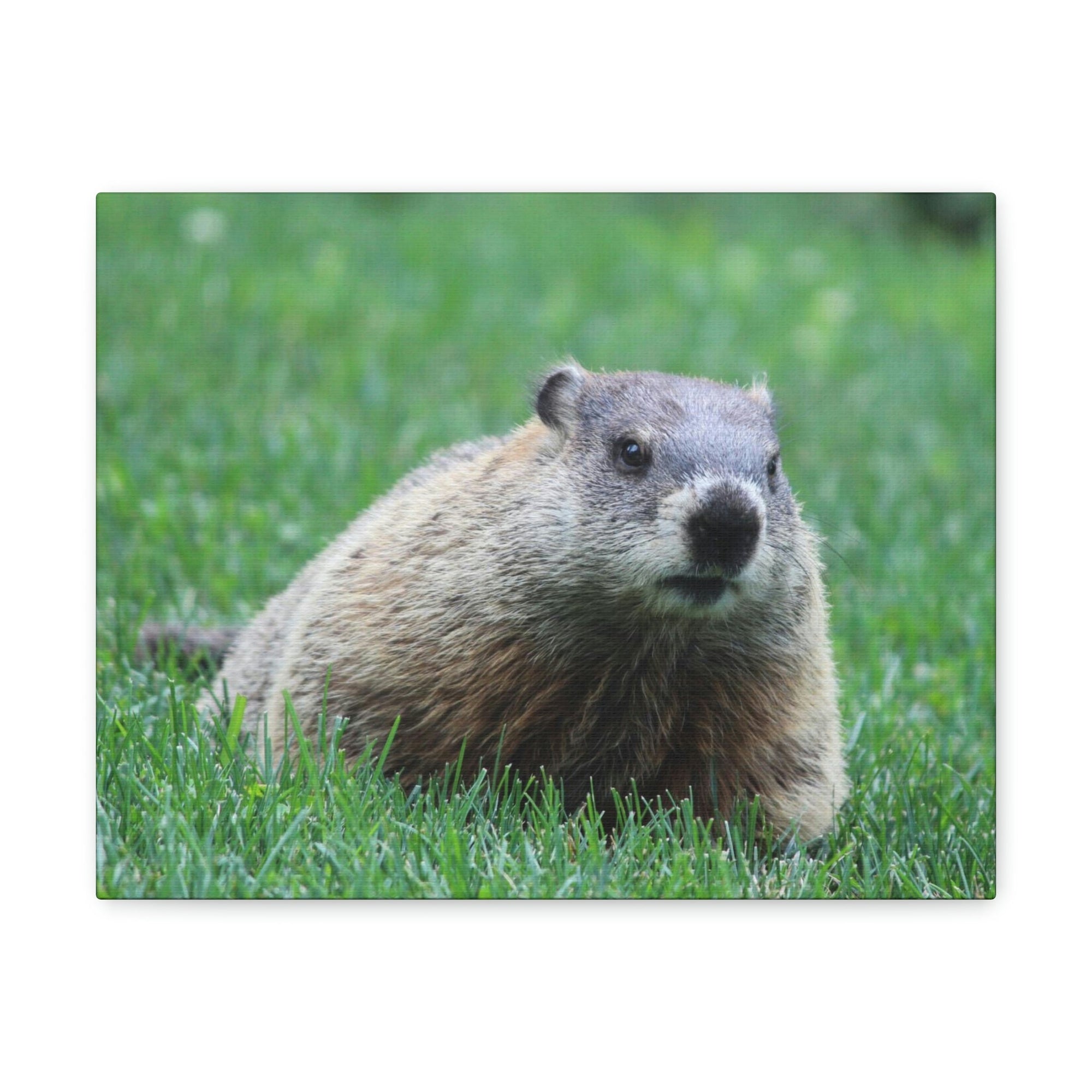 Scripture Walls Woodchuck Hunting Woodchuck on Hunt Print Animal Wall Art Wildlife Canvas Prints Wall Art Ready to Hang Unframed-Express Your Love Gifts