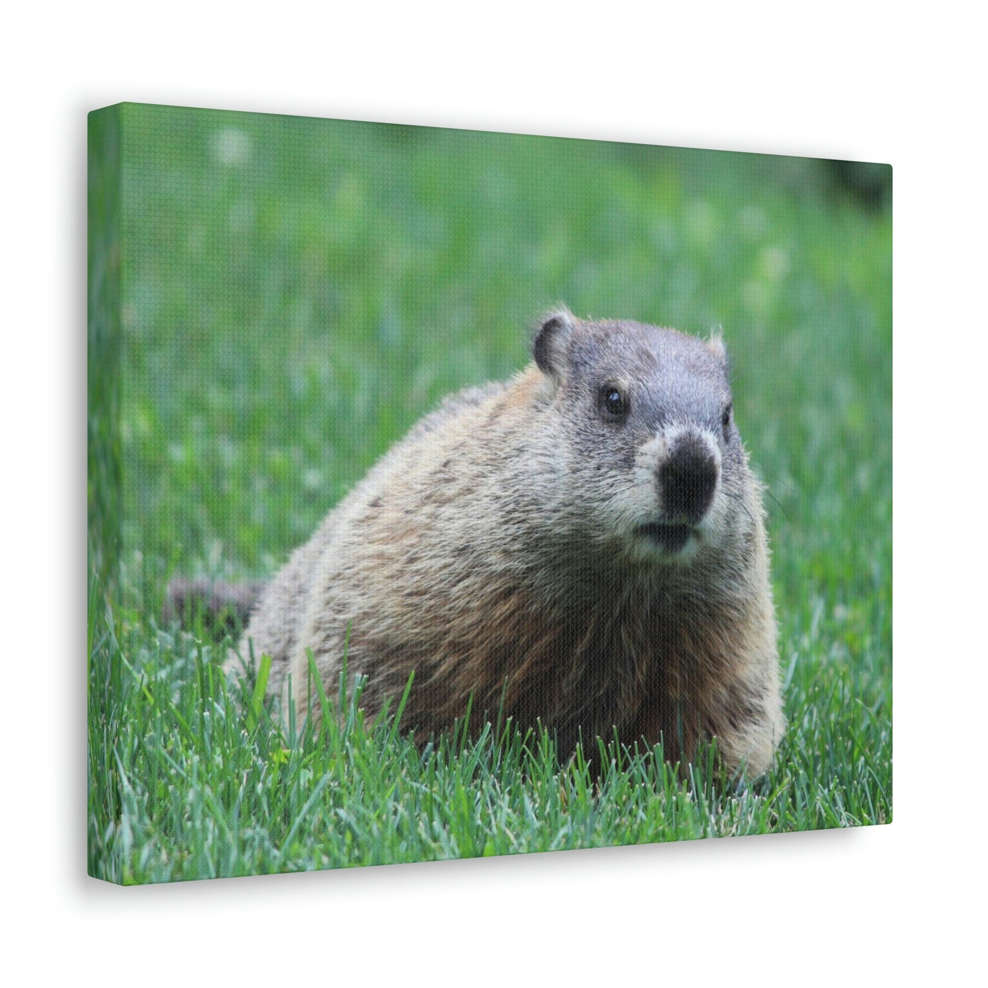 Scripture Walls Woodchuck Hunting Woodchuck on Hunt Print Animal Wall Art Wildlife Canvas Prints Wall Art Ready to Hang Unframed-Express Your Love Gifts