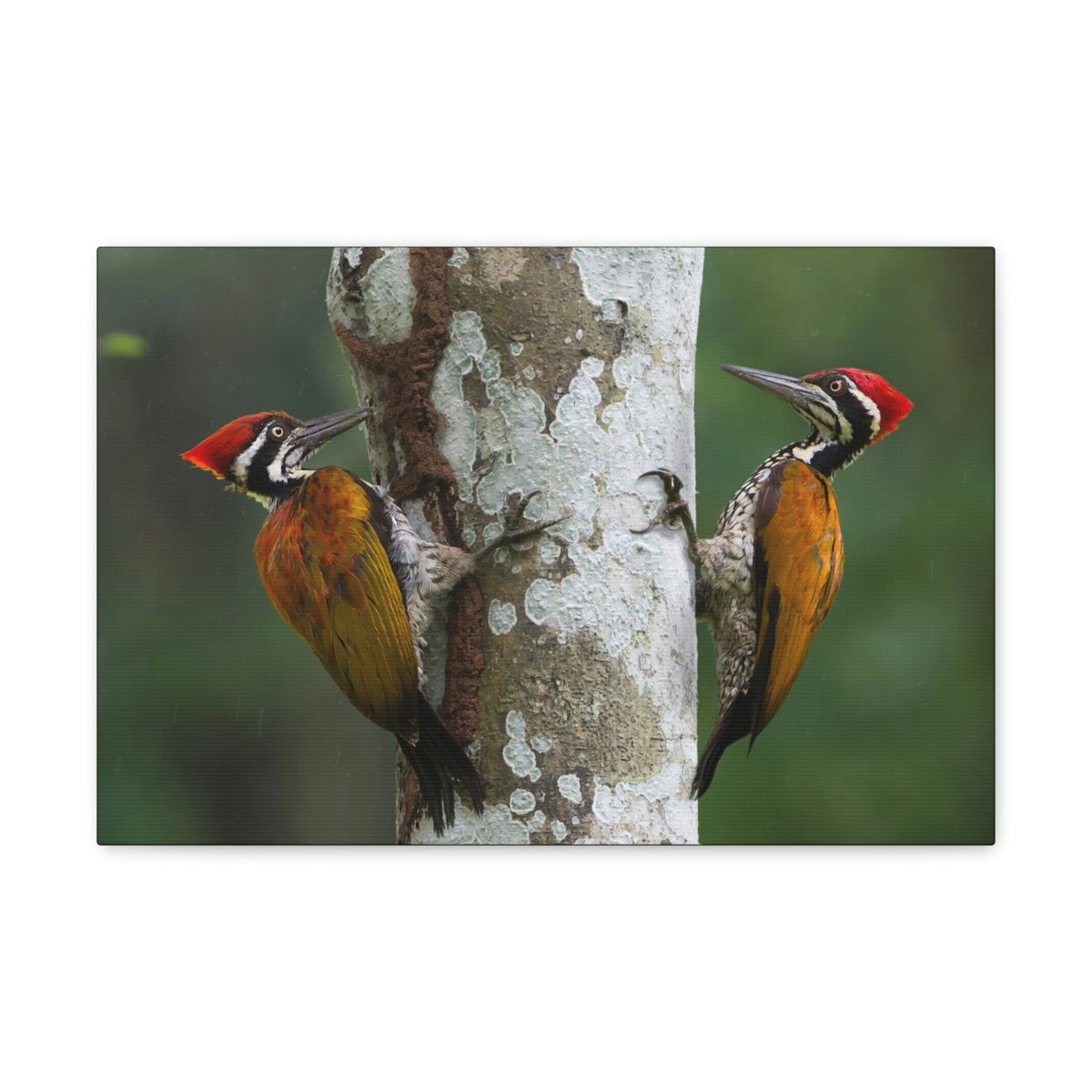 Scripture Walls Woodpecker Couple Woodpecker Couple Print Animal Wall Art Wildlife Canvas Prints Wall Art Ready to Hang Unframed-Express Your Love Gifts