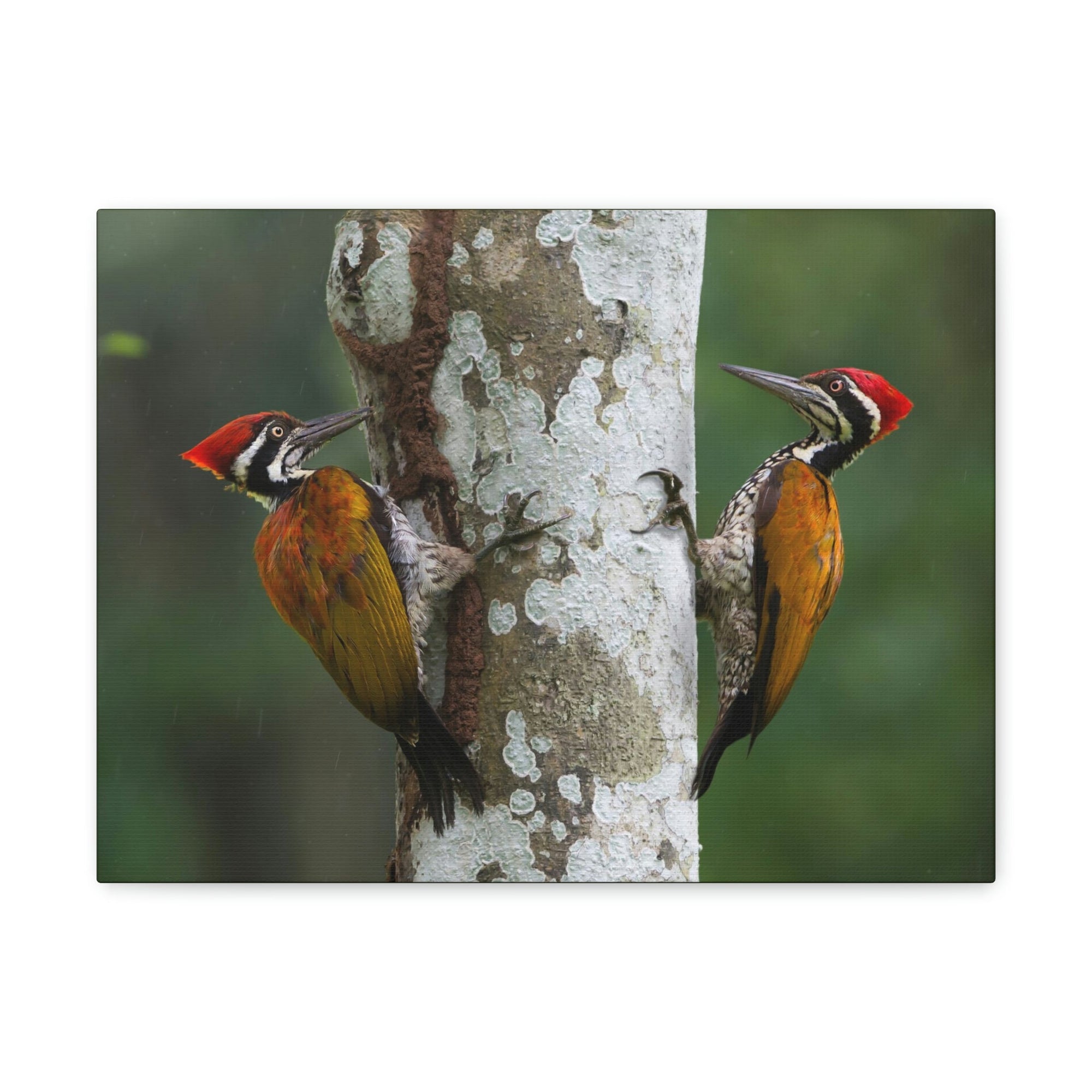 Scripture Walls Woodpecker Couple Woodpecker Couple Print Animal Wall Art Wildlife Canvas Prints Wall Art Ready to Hang Unframed-Express Your Love Gifts