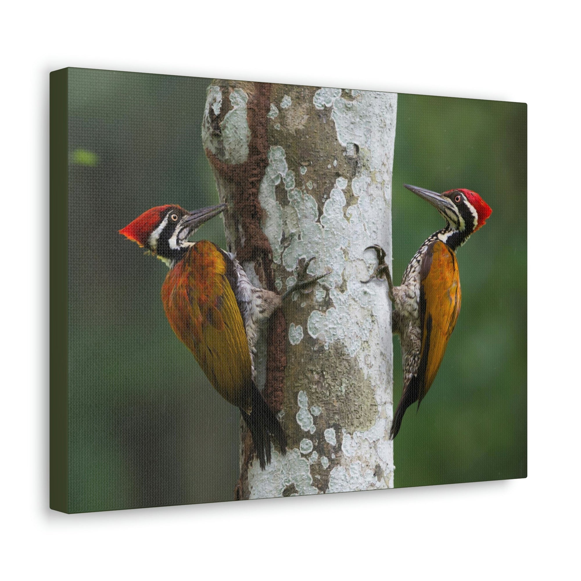 Scripture Walls Woodpecker Couple Woodpecker Couple Print Animal Wall Art Wildlife Canvas Prints Wall Art Ready to Hang Unframed-Express Your Love Gifts