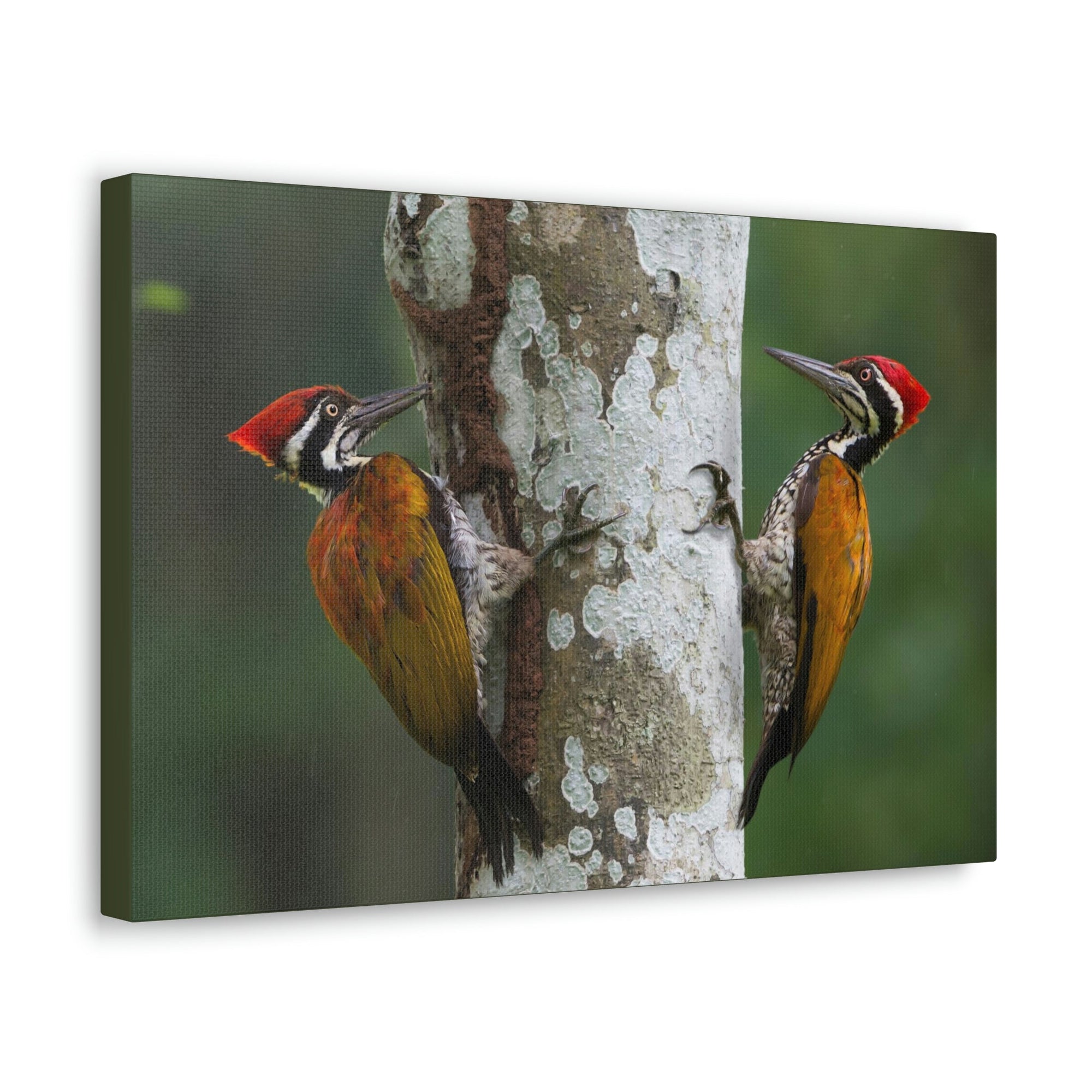 Scripture Walls Woodpecker Couple Woodpecker Couple Print Animal Wall Art Wildlife Canvas Prints Wall Art Ready to Hang Unframed-Express Your Love Gifts