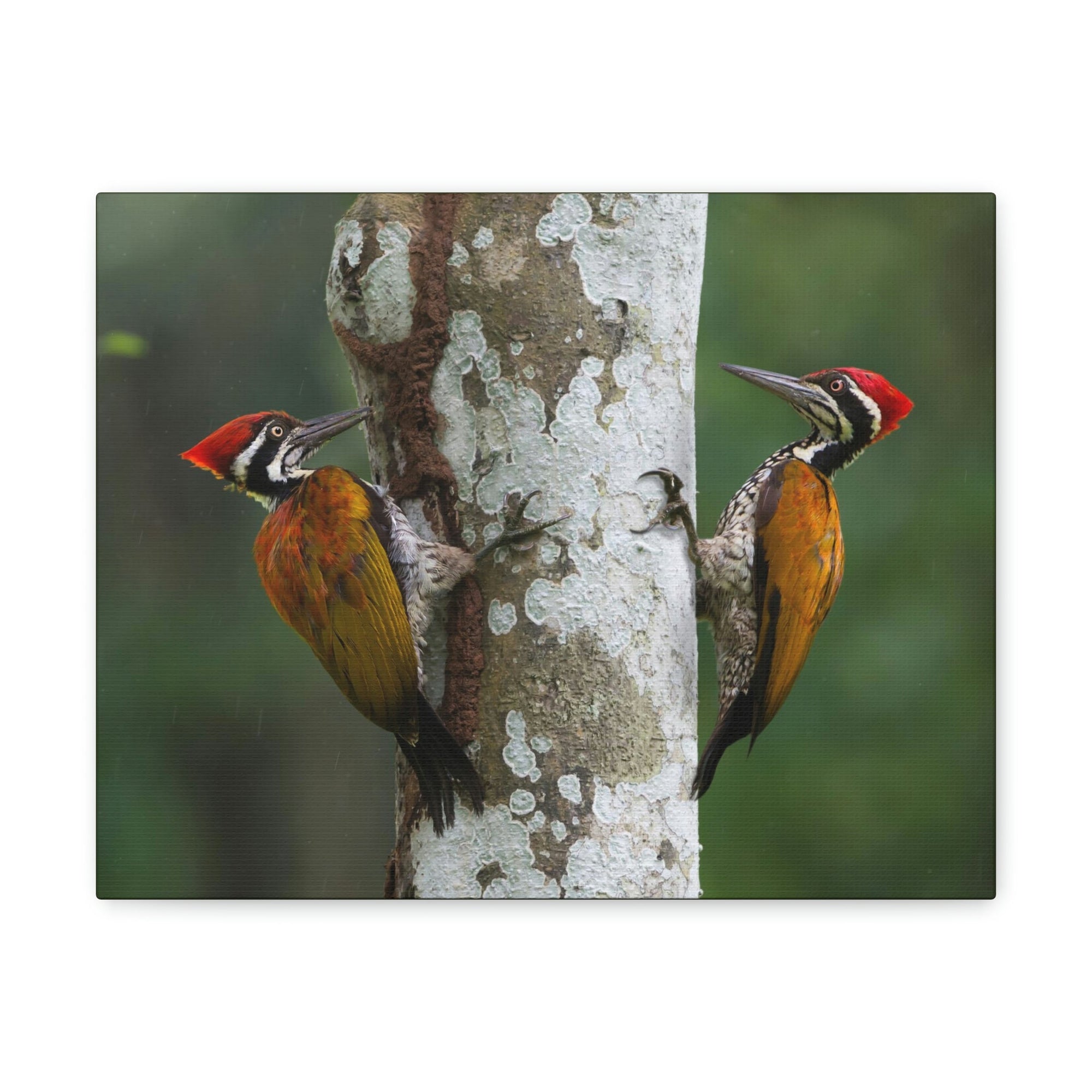 Scripture Walls Woodpecker Couple Woodpecker Couple Print Animal Wall Art Wildlife Canvas Prints Wall Art Ready to Hang Unframed-Express Your Love Gifts