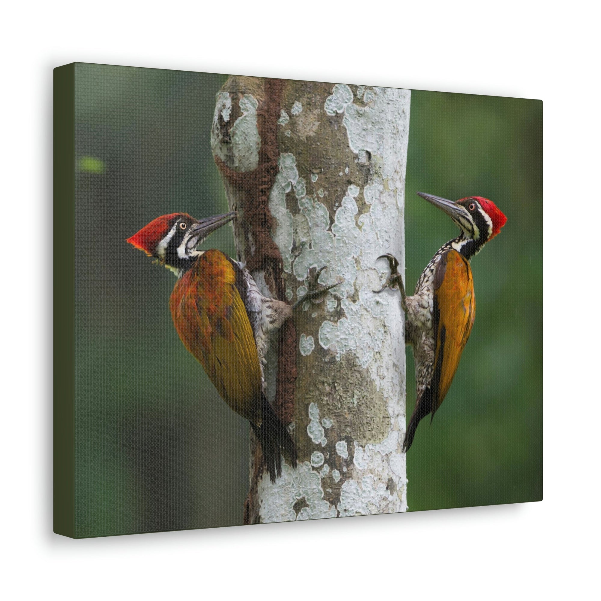 Scripture Walls Woodpecker Couple Woodpecker Couple Print Animal Wall Art Wildlife Canvas Prints Wall Art Ready to Hang Unframed-Express Your Love Gifts