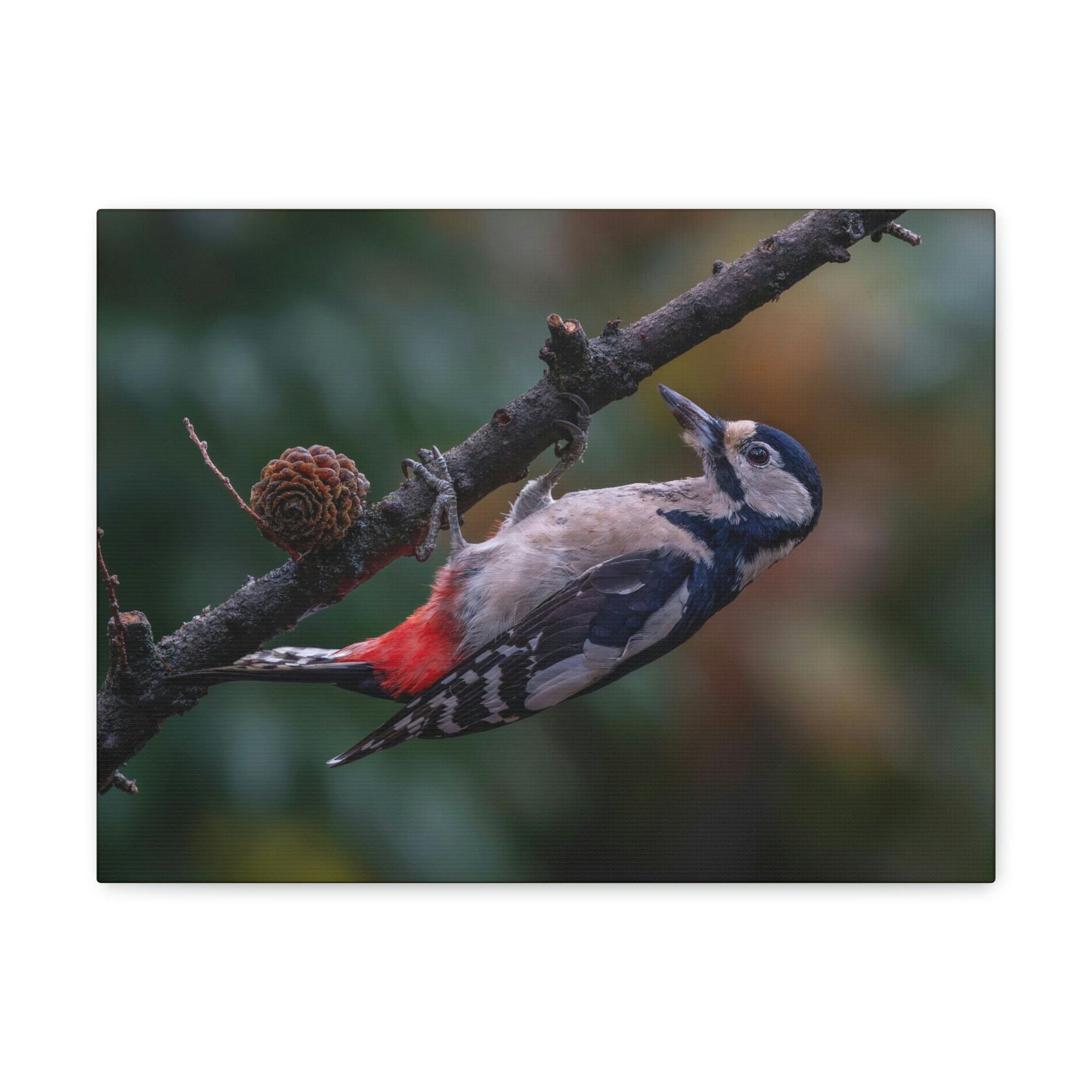 Scripture Walls Woodpecker Hunting Woodpecker on Hunt Print Animal Wall Art Wildlife Canvas Prints Wall Art Ready to Hang Unframed-Express Your Love Gifts