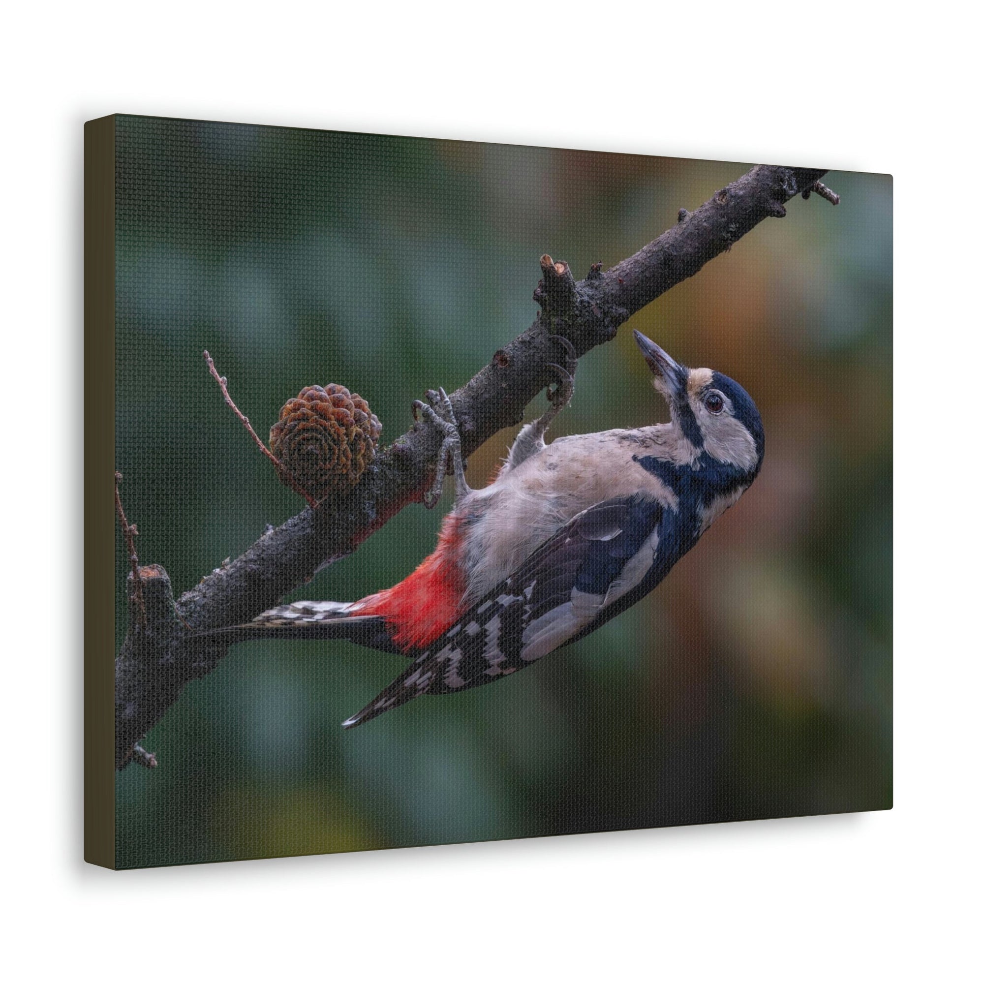 Scripture Walls Woodpecker Hunting Woodpecker on Hunt Print Animal Wall Art Wildlife Canvas Prints Wall Art Ready to Hang Unframed-Express Your Love Gifts