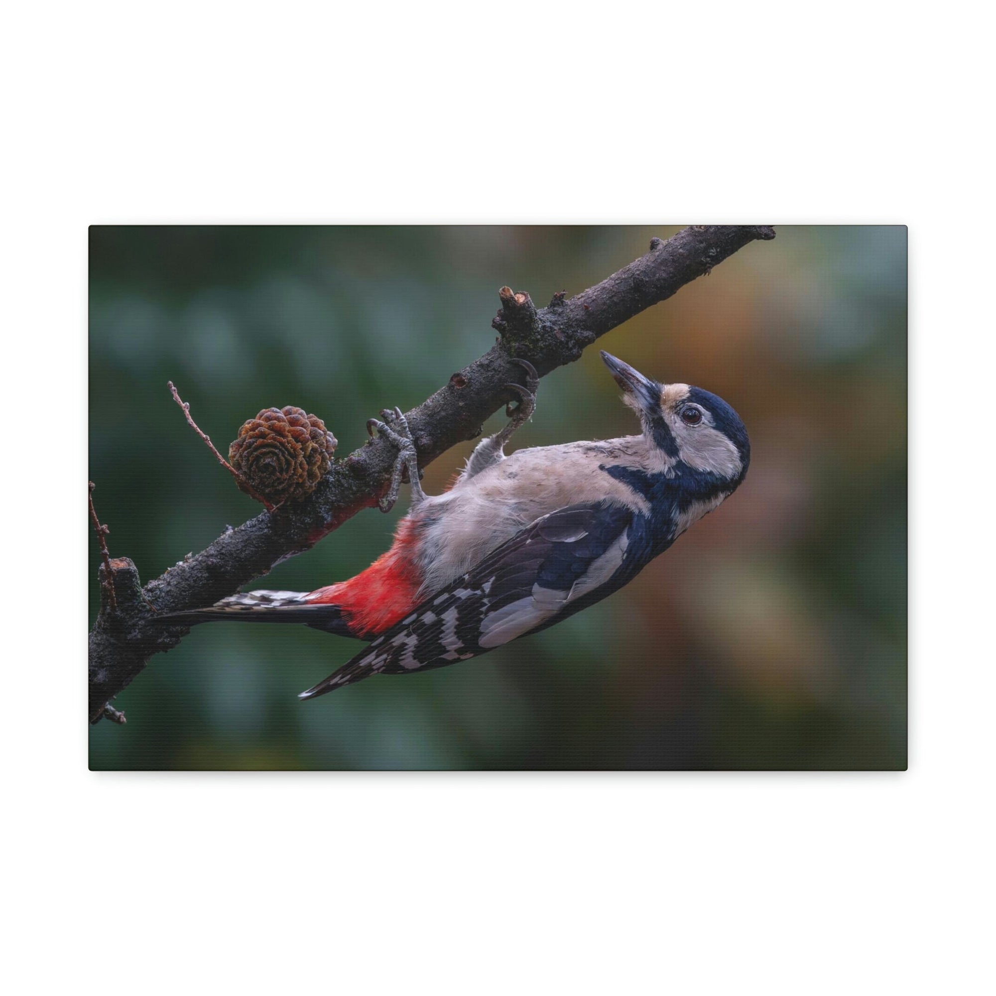 Scripture Walls Woodpecker Hunting Woodpecker on Hunt Print Animal Wall Art Wildlife Canvas Prints Wall Art Ready to Hang Unframed-Express Your Love Gifts