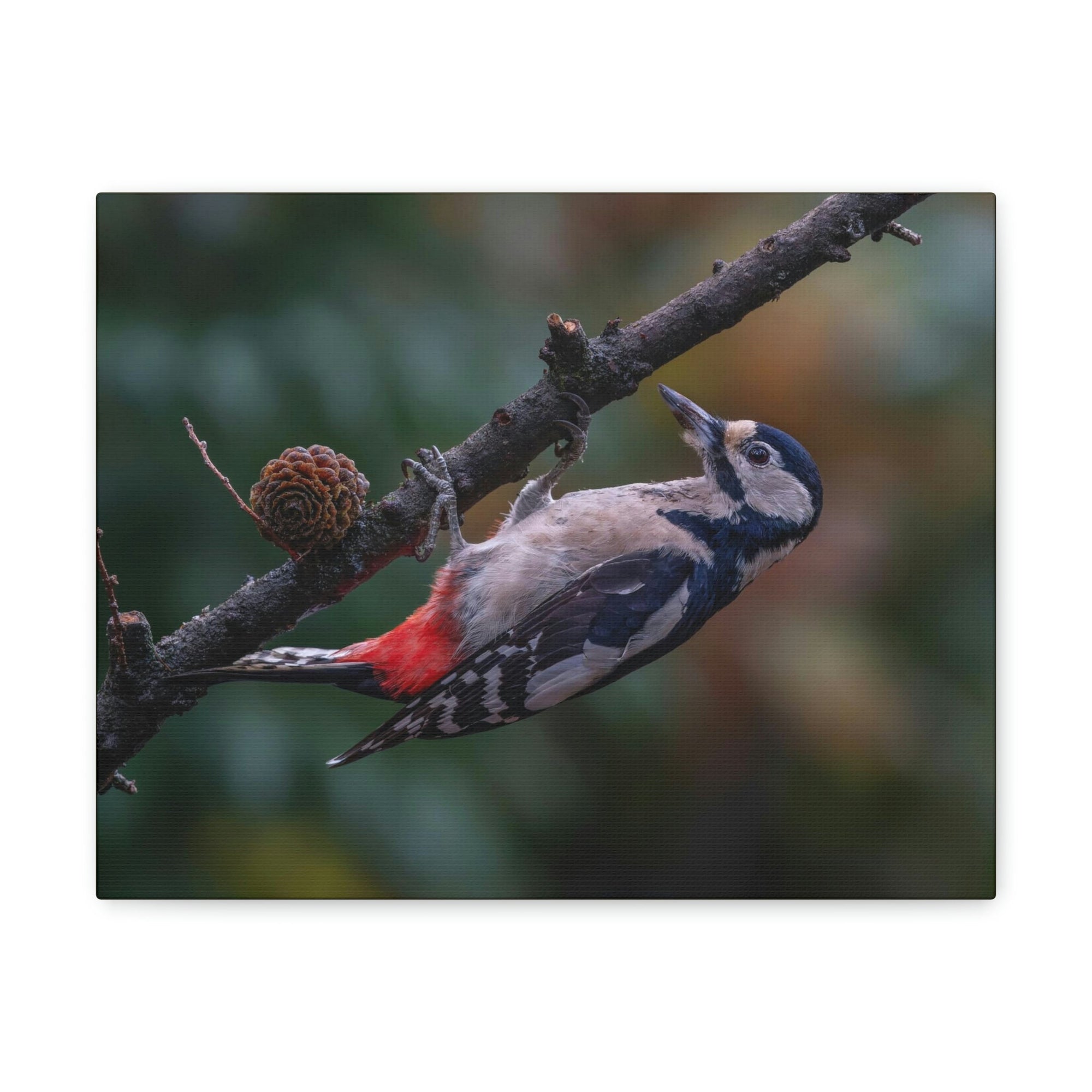 Scripture Walls Woodpecker Hunting Woodpecker on Hunt Print Animal Wall Art Wildlife Canvas Prints Wall Art Ready to Hang Unframed-Express Your Love Gifts