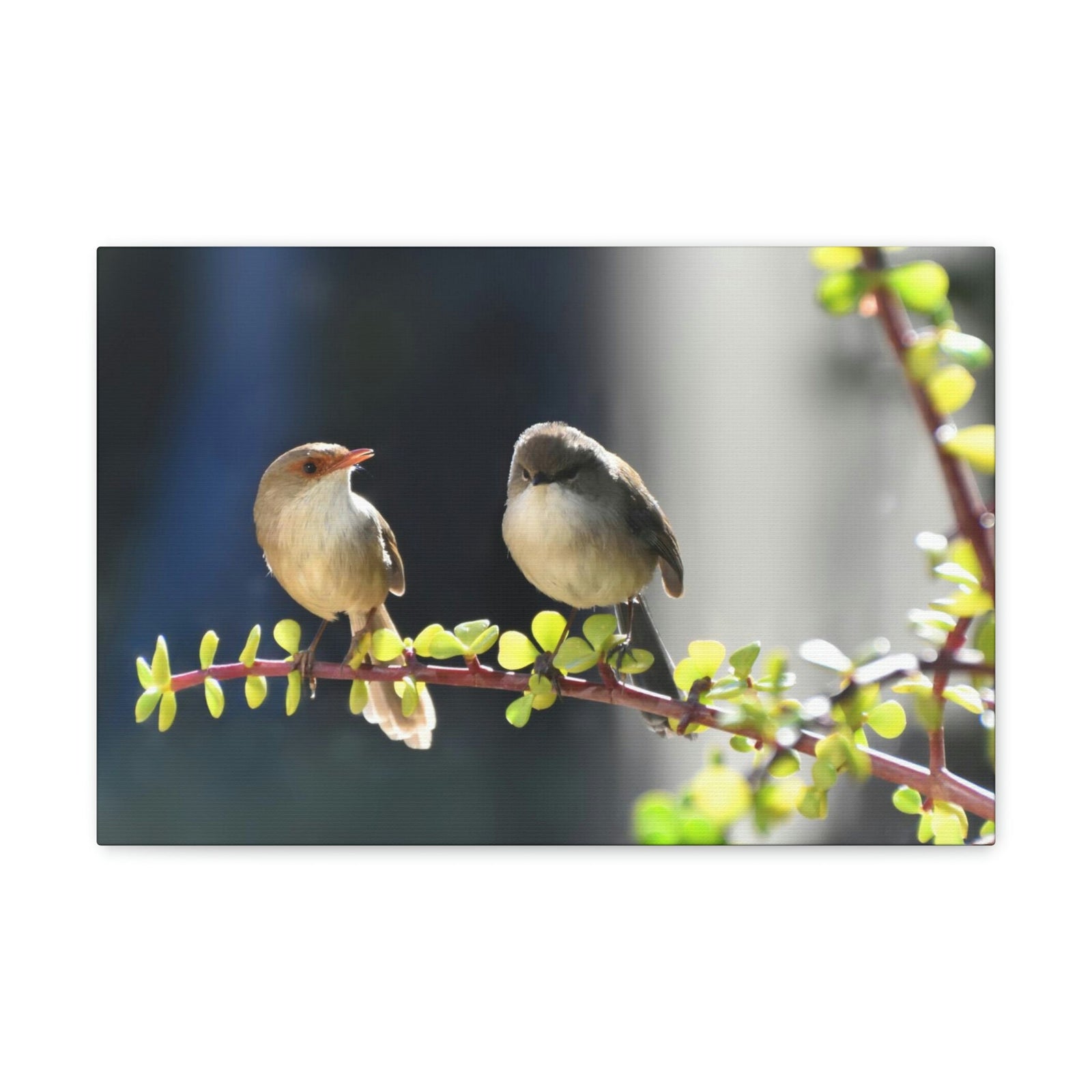 Scripture Walls Wren Couple Wren Couple Print Animal Wall Art Wildlife Canvas Prints Wall Art Ready to Hang Unframed-Express Your Love Gifts