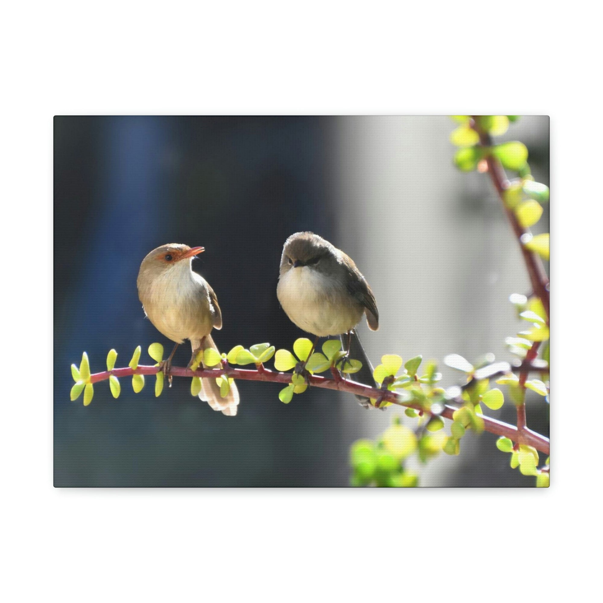 Scripture Walls Wren Couple Wren Couple Print Animal Wall Art Wildlife Canvas Prints Wall Art Ready to Hang Unframed-Express Your Love Gifts