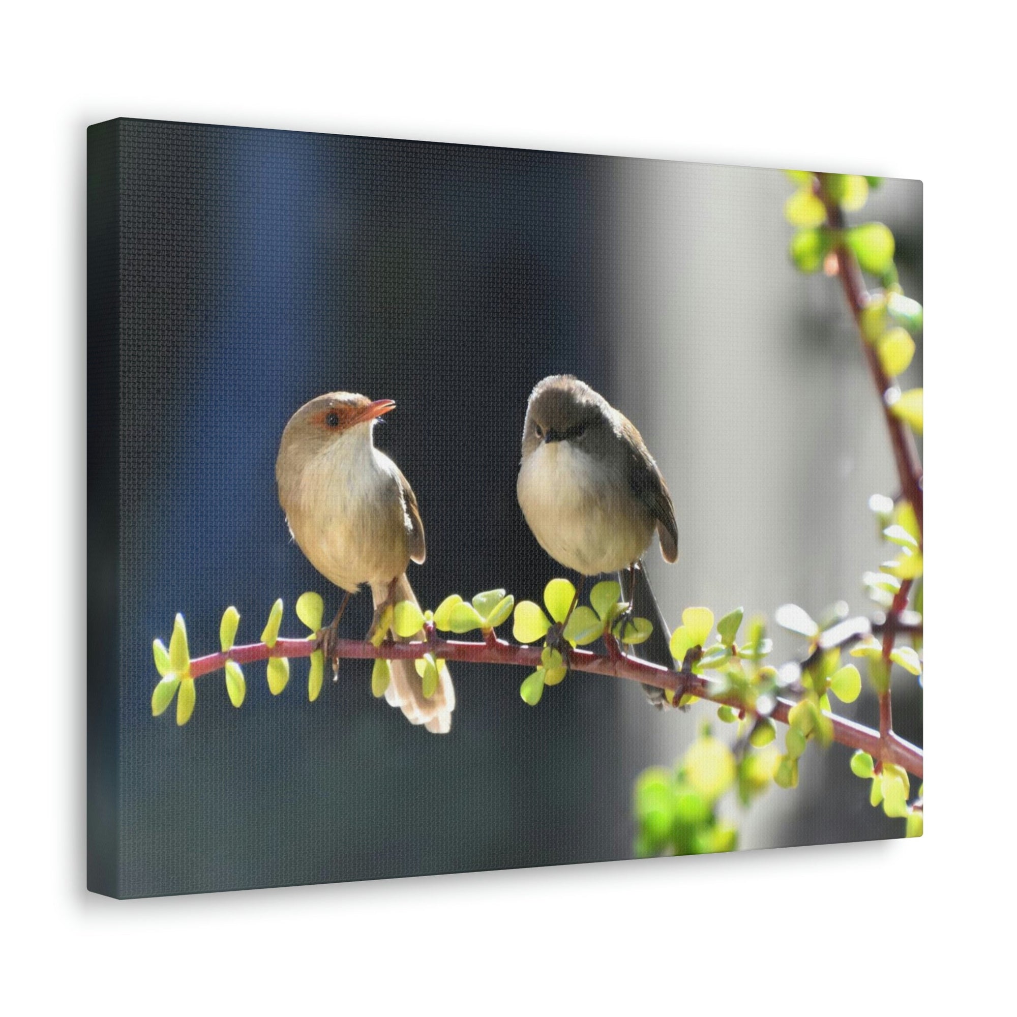 Scripture Walls Wren Couple Wren Couple Print Animal Wall Art Wildlife Canvas Prints Wall Art Ready to Hang Unframed-Express Your Love Gifts