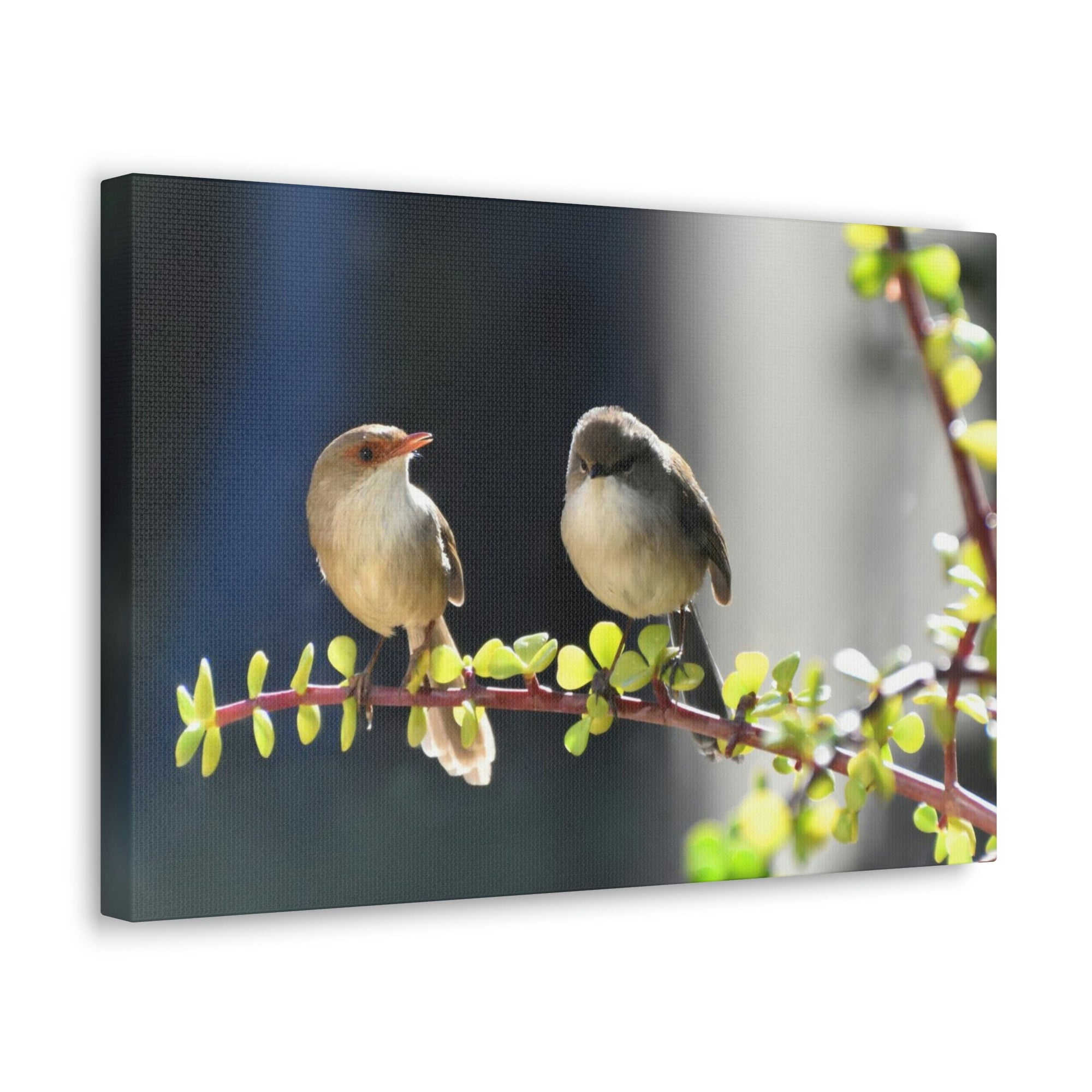 Scripture Walls Wren Couple Wren Couple Print Animal Wall Art Wildlife Canvas Prints Wall Art Ready to Hang Unframed-Express Your Love Gifts