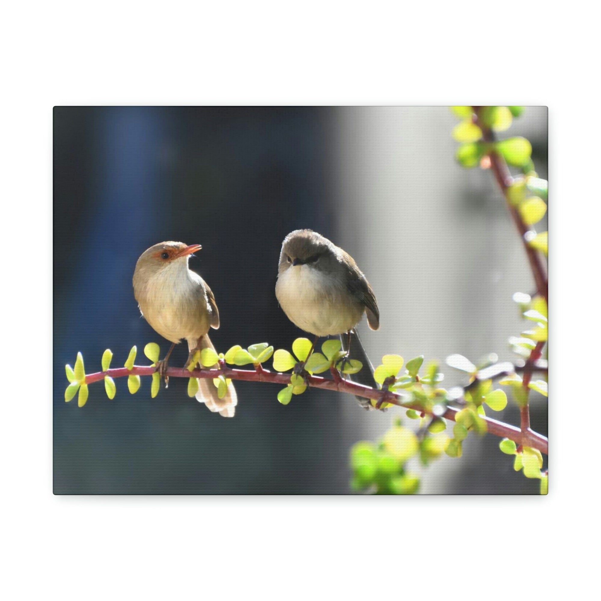 Scripture Walls Wren Couple Wren Couple Print Animal Wall Art Wildlife Canvas Prints Wall Art Ready to Hang Unframed-Express Your Love Gifts