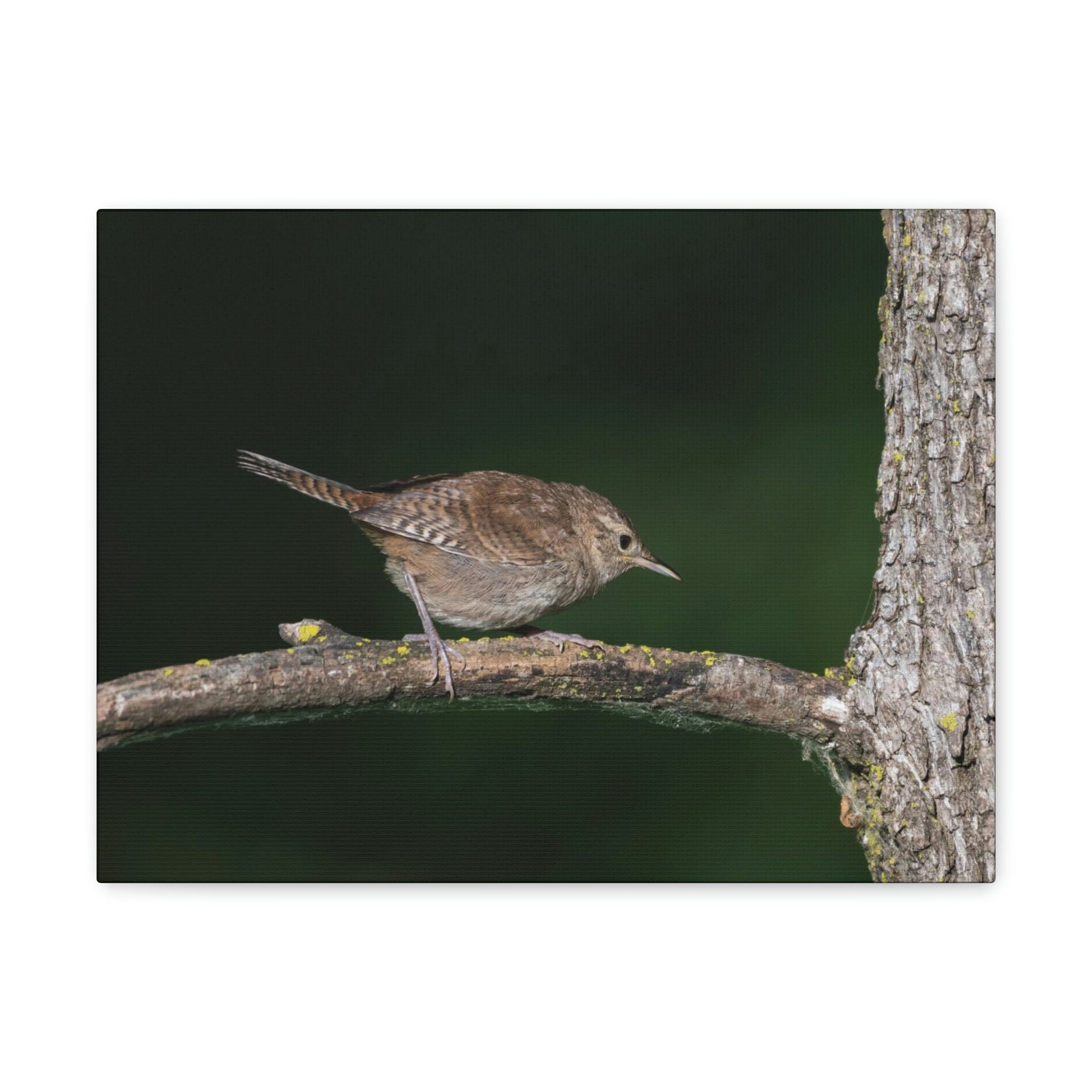 Scripture Walls Wren Hunting Wren on Hunt Print Animal Wall Art Wildlife Canvas Prints Wall Art Ready to Hang Unframed-Express Your Love Gifts