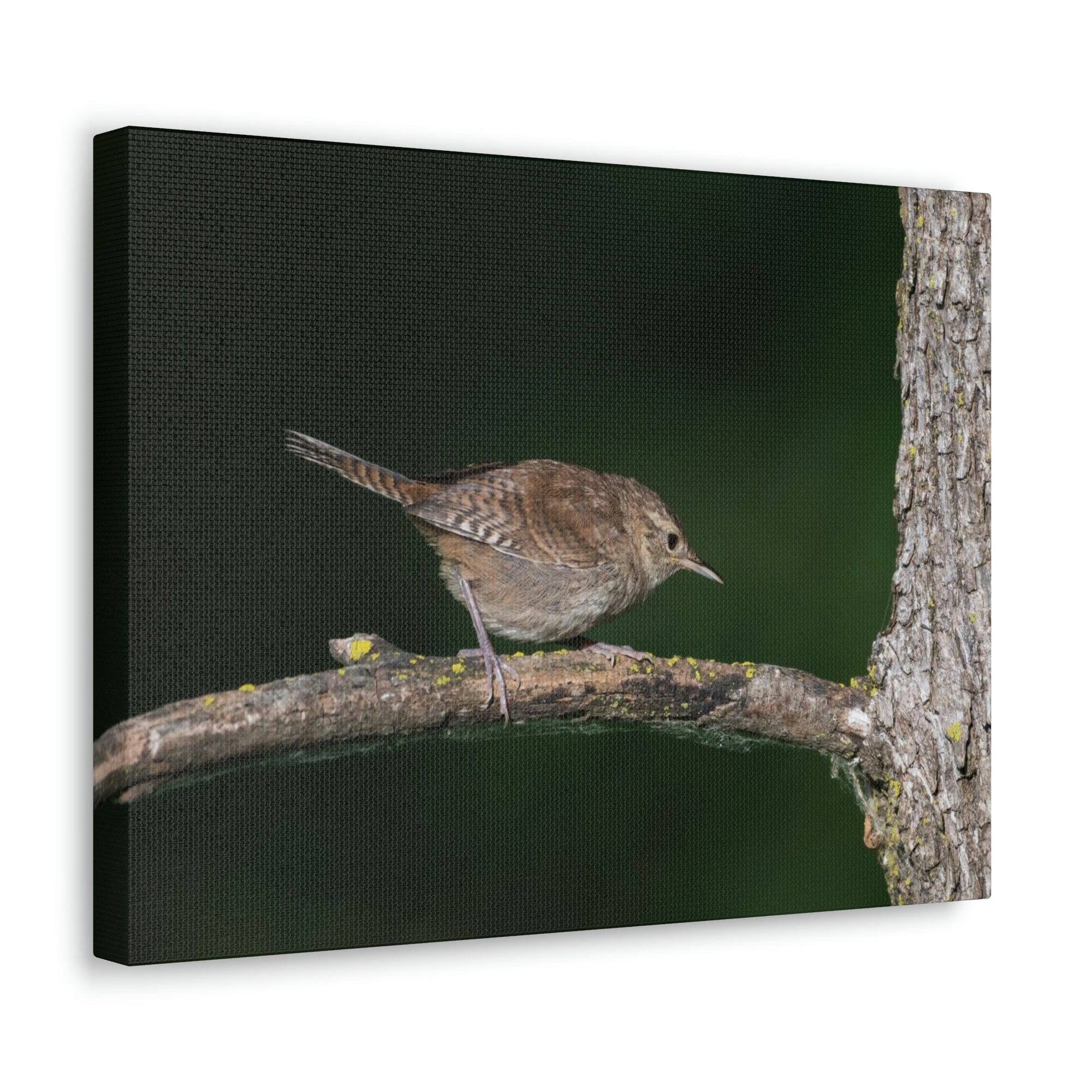 Scripture Walls Wren Hunting Wren on Hunt Print Animal Wall Art Wildlife Canvas Prints Wall Art Ready to Hang Unframed-Express Your Love Gifts