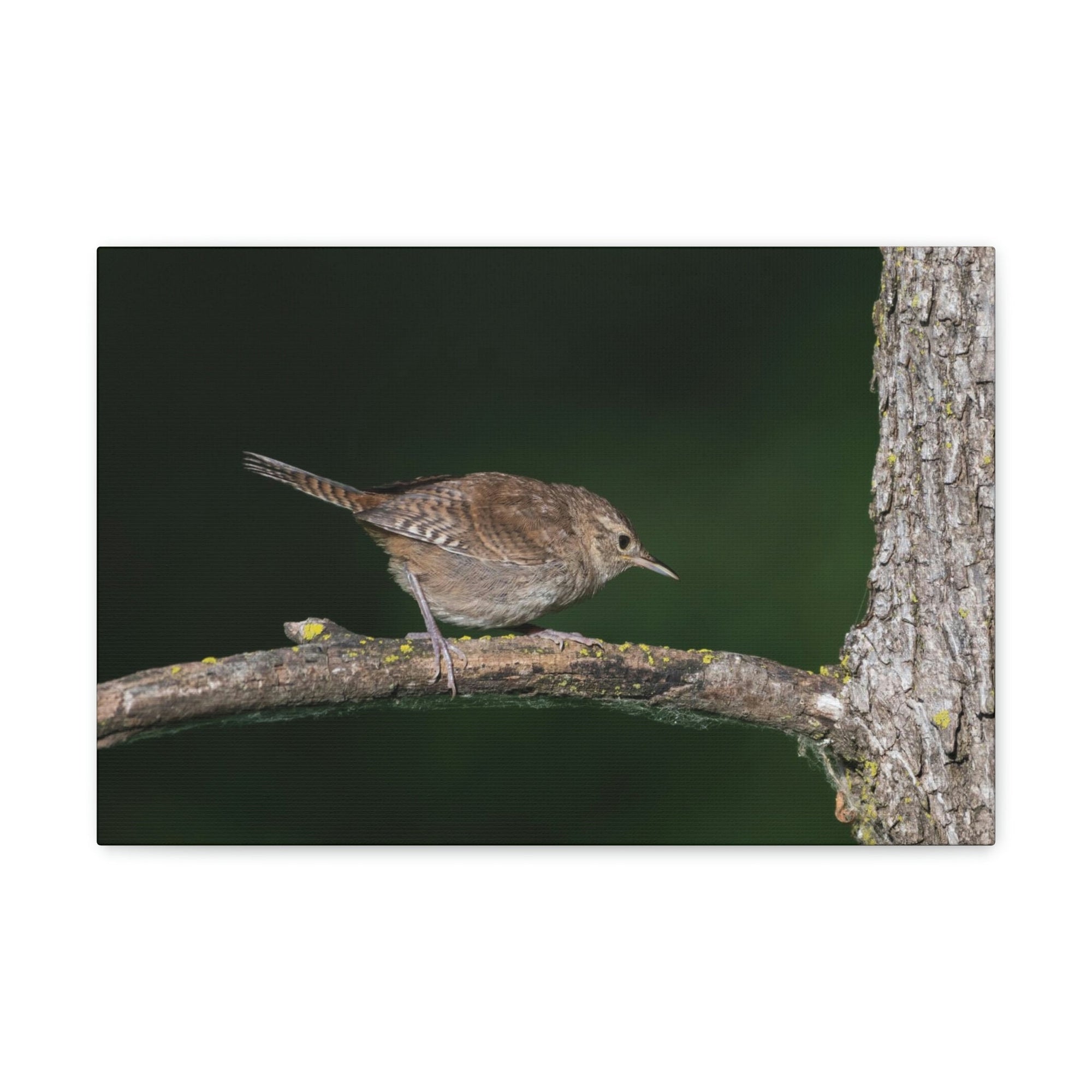 Scripture Walls Wren Hunting Wren on Hunt Print Animal Wall Art Wildlife Canvas Prints Wall Art Ready to Hang Unframed-Express Your Love Gifts