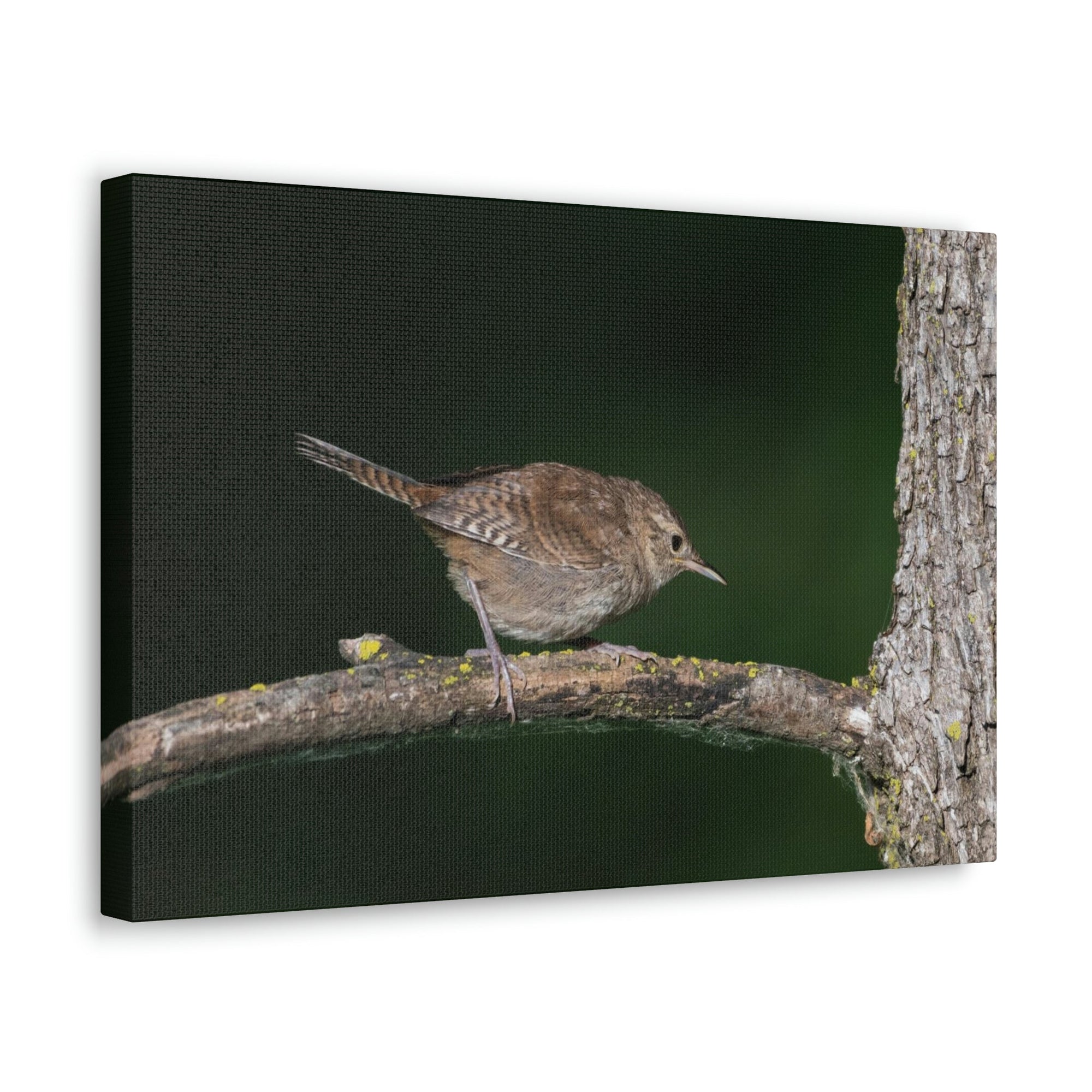 Scripture Walls Wren Hunting Wren on Hunt Print Animal Wall Art Wildlife Canvas Prints Wall Art Ready to Hang Unframed-Express Your Love Gifts