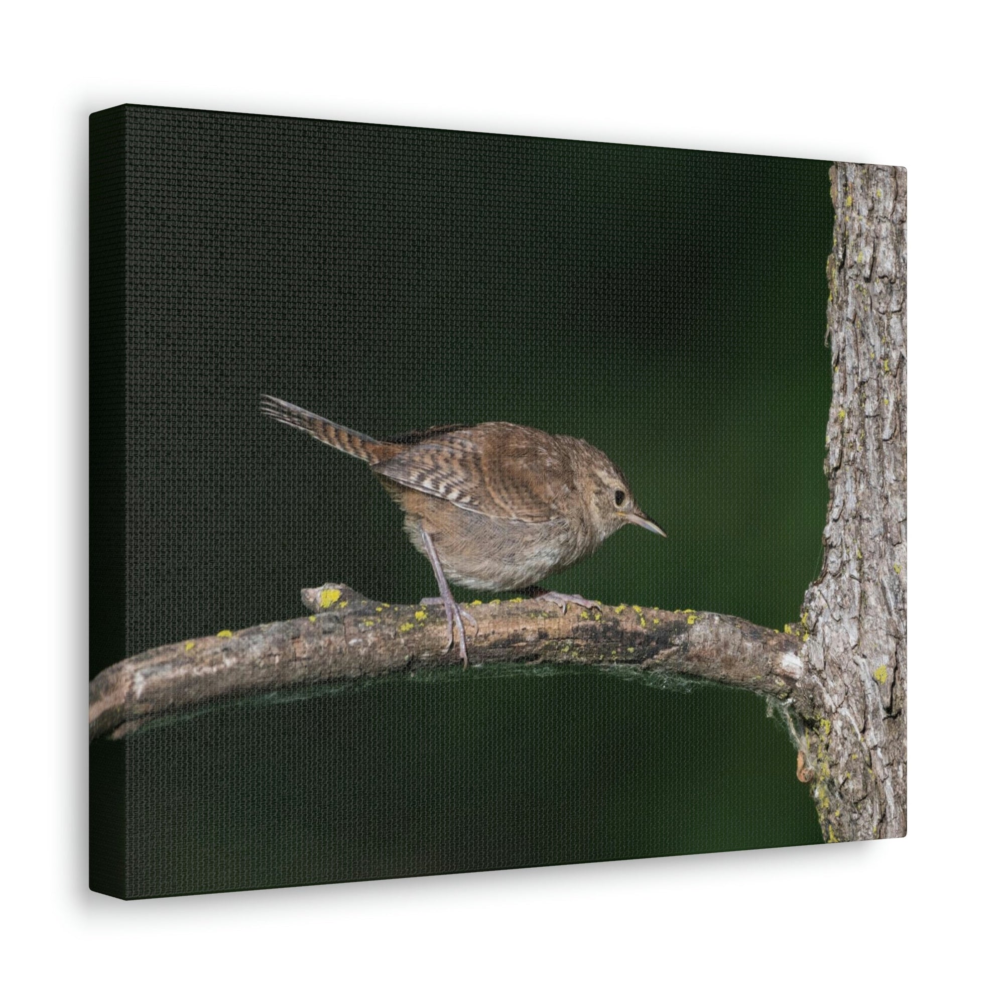 Scripture Walls Wren Hunting Wren on Hunt Print Animal Wall Art Wildlife Canvas Prints Wall Art Ready to Hang Unframed-Express Your Love Gifts