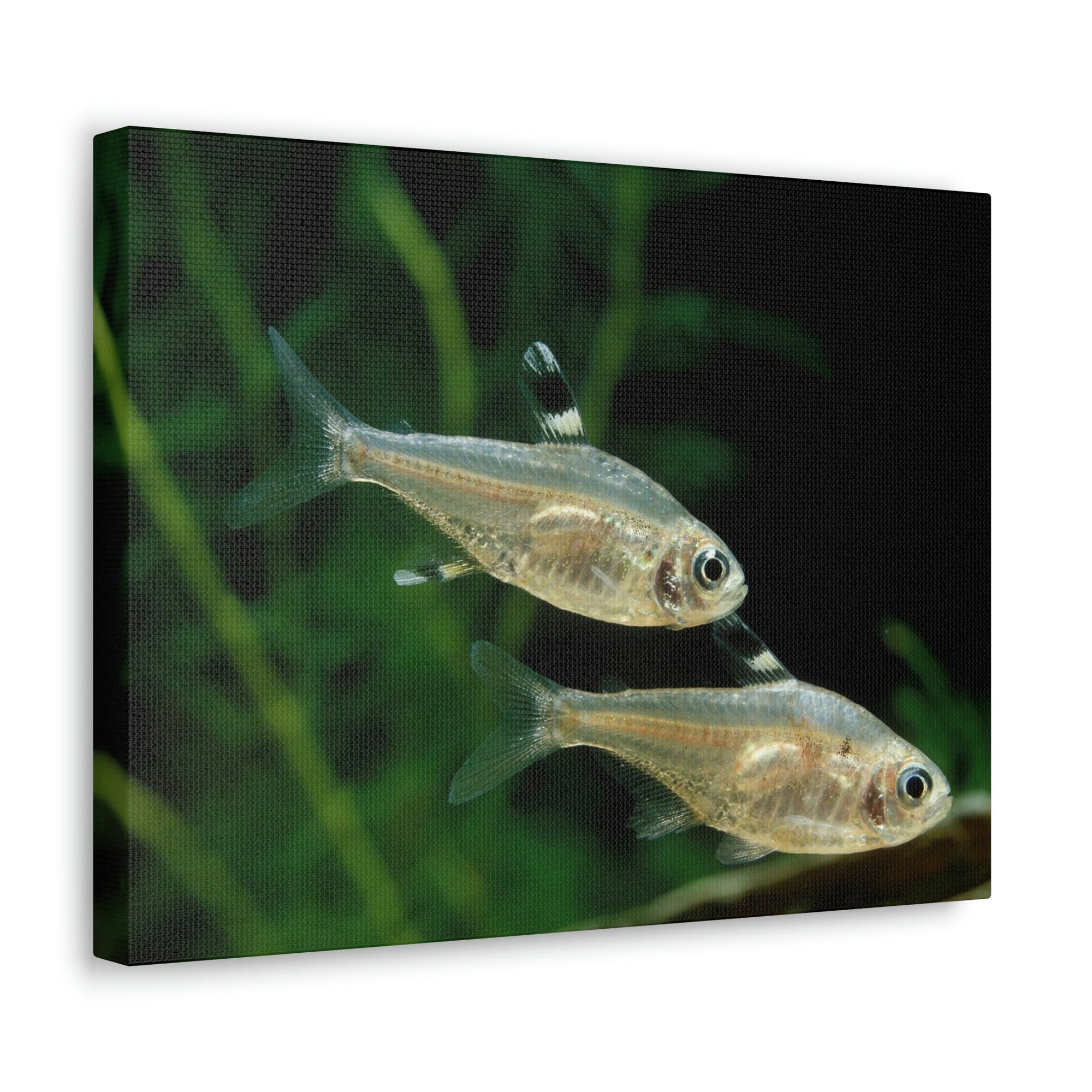 Scripture Walls X-ray Fish Couple X-ray Fish Couple Print Animal Wall Art Wildlife Canvas Prints Wall Art Ready to Hang Unframed-Express Your Love Gifts