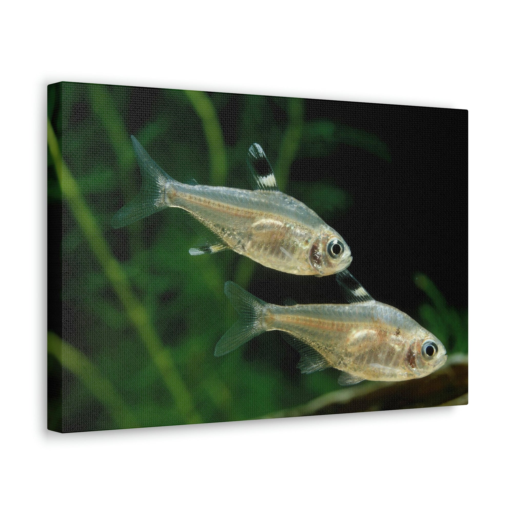 Scripture Walls X-ray Fish Couple X-ray Fish Couple Print Animal Wall Art Wildlife Canvas Prints Wall Art Ready to Hang Unframed-Express Your Love Gifts