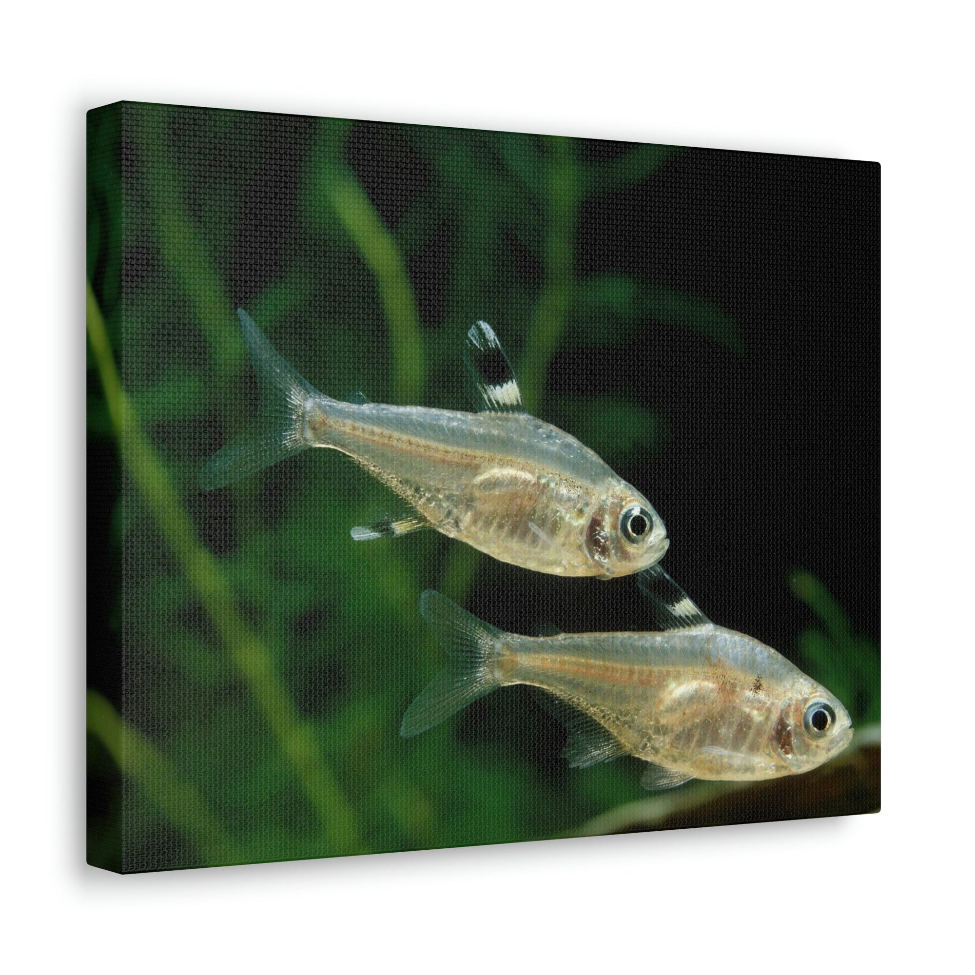 Scripture Walls X-ray Fish Couple X-ray Fish Couple Print Animal Wall Art Wildlife Canvas Prints Wall Art Ready to Hang Unframed-Express Your Love Gifts