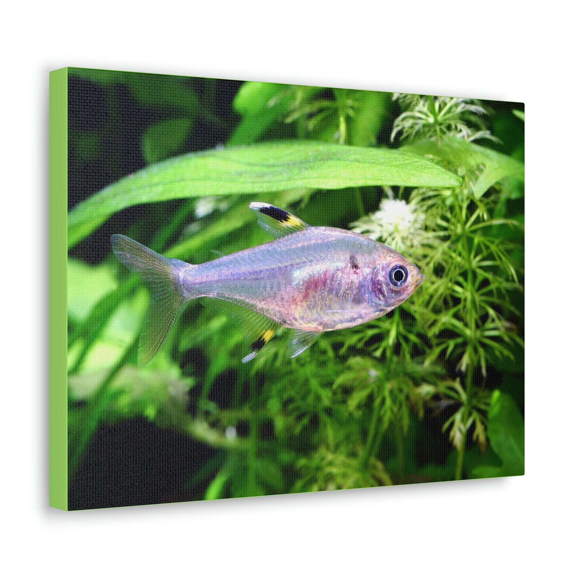 Scripture Walls X-ray Fish Hunting X-ray Fish on Hunt Print Animal Wall Art Wildlife Canvas Prints Wall Art Ready to Hang Unframed-Express Your Love Gifts