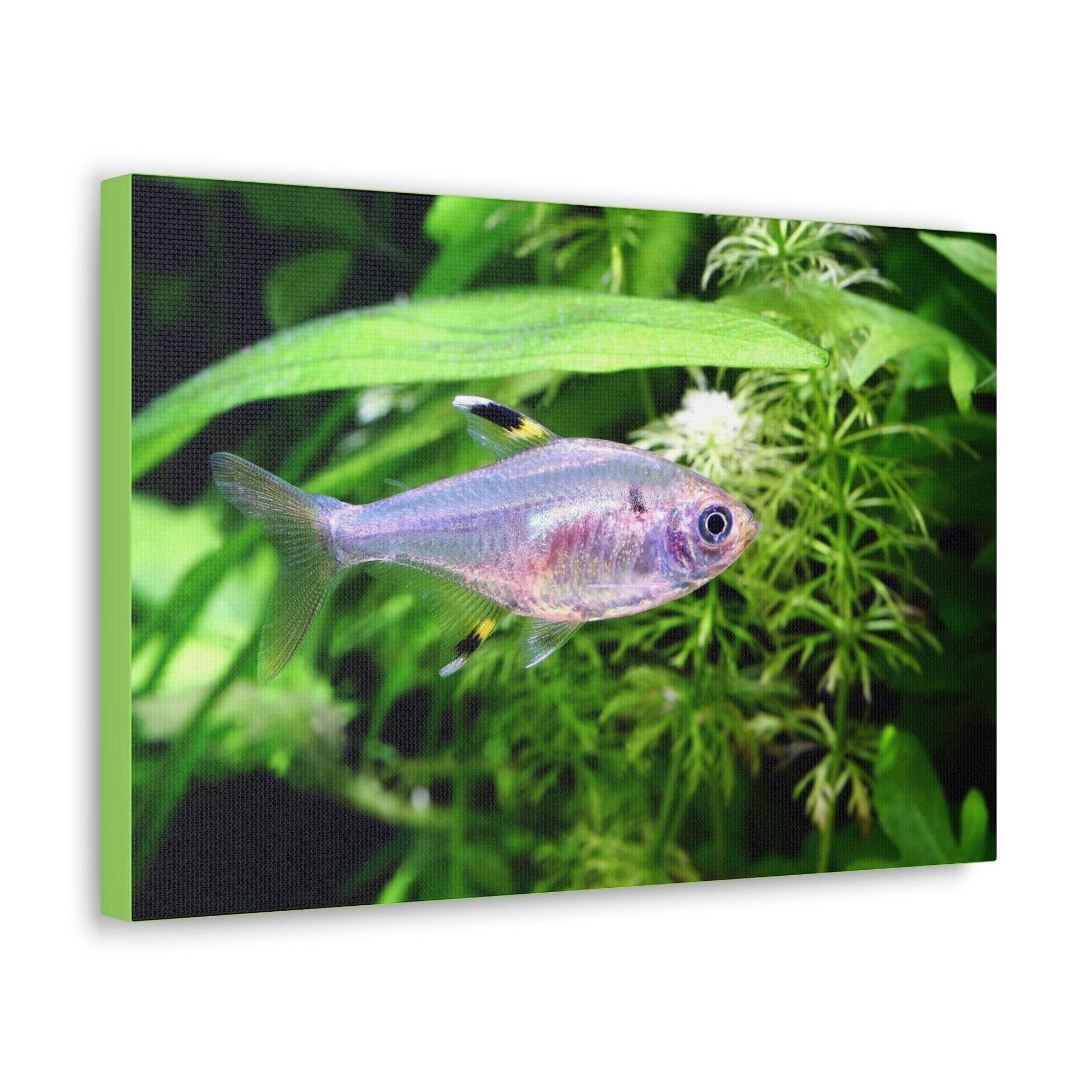 Scripture Walls X-ray Fish Hunting X-ray Fish on Hunt Print Animal Wall Art Wildlife Canvas Prints Wall Art Ready to Hang Unframed-Express Your Love Gifts