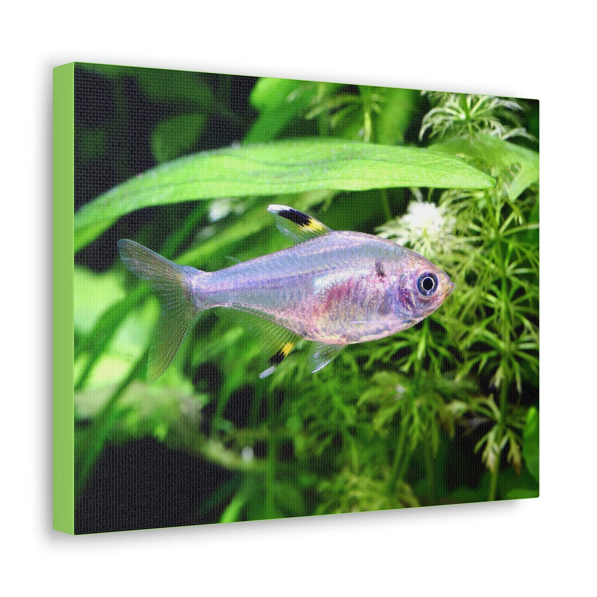 Scripture Walls X-ray Fish Hunting X-ray Fish on Hunt Print Animal Wall Art Wildlife Canvas Prints Wall Art Ready to Hang Unframed-Express Your Love Gifts