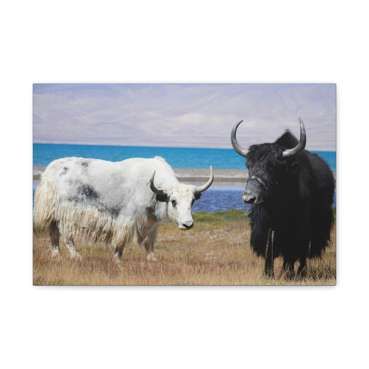 Scripture Walls Yak Couple Yak Couple Print Animal Wall Art Wildlife Canvas Prints Wall Art Ready to Hang Unframed-Express Your Love Gifts