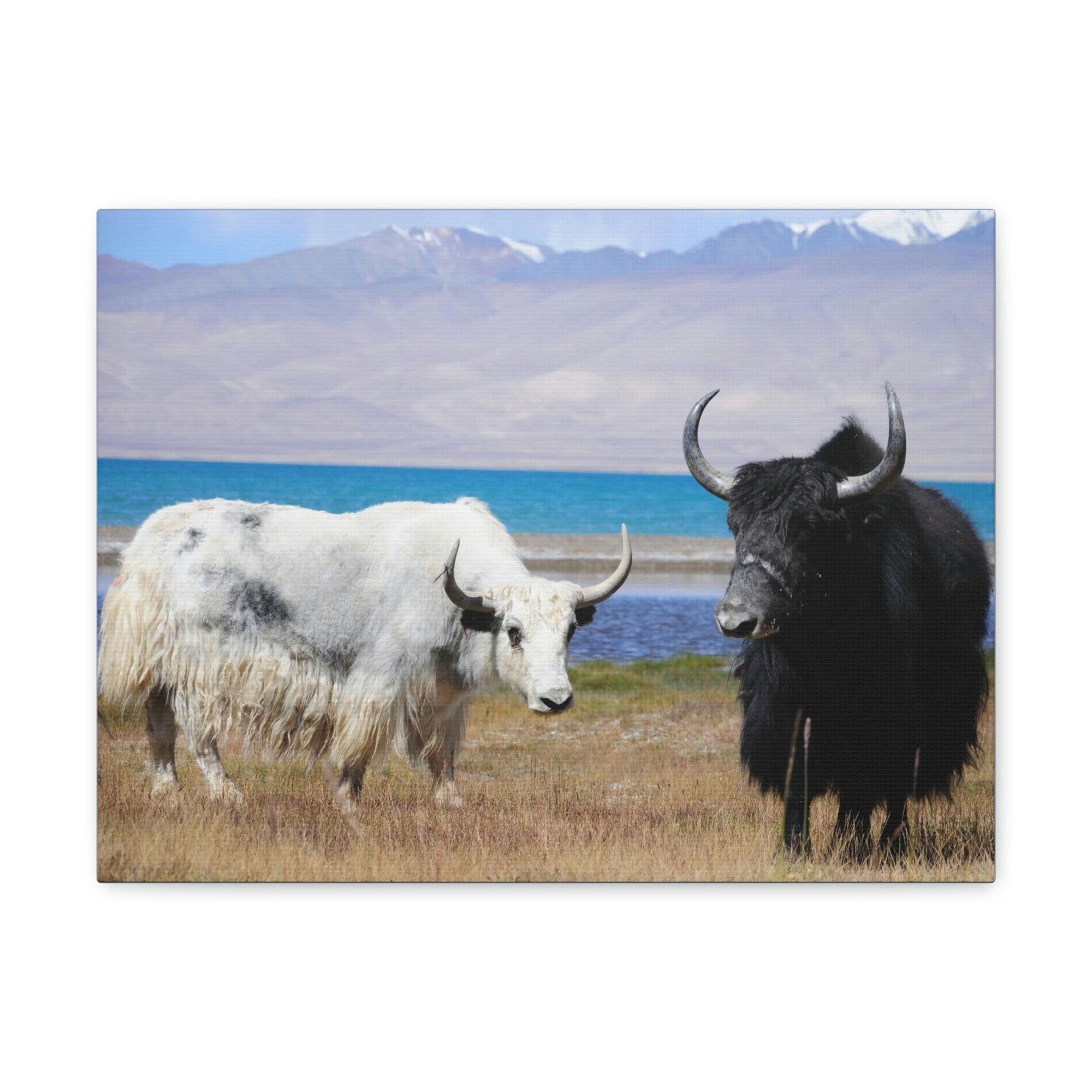 Scripture Walls Yak Couple Yak Couple Print Animal Wall Art Wildlife Canvas Prints Wall Art Ready to Hang Unframed-Express Your Love Gifts