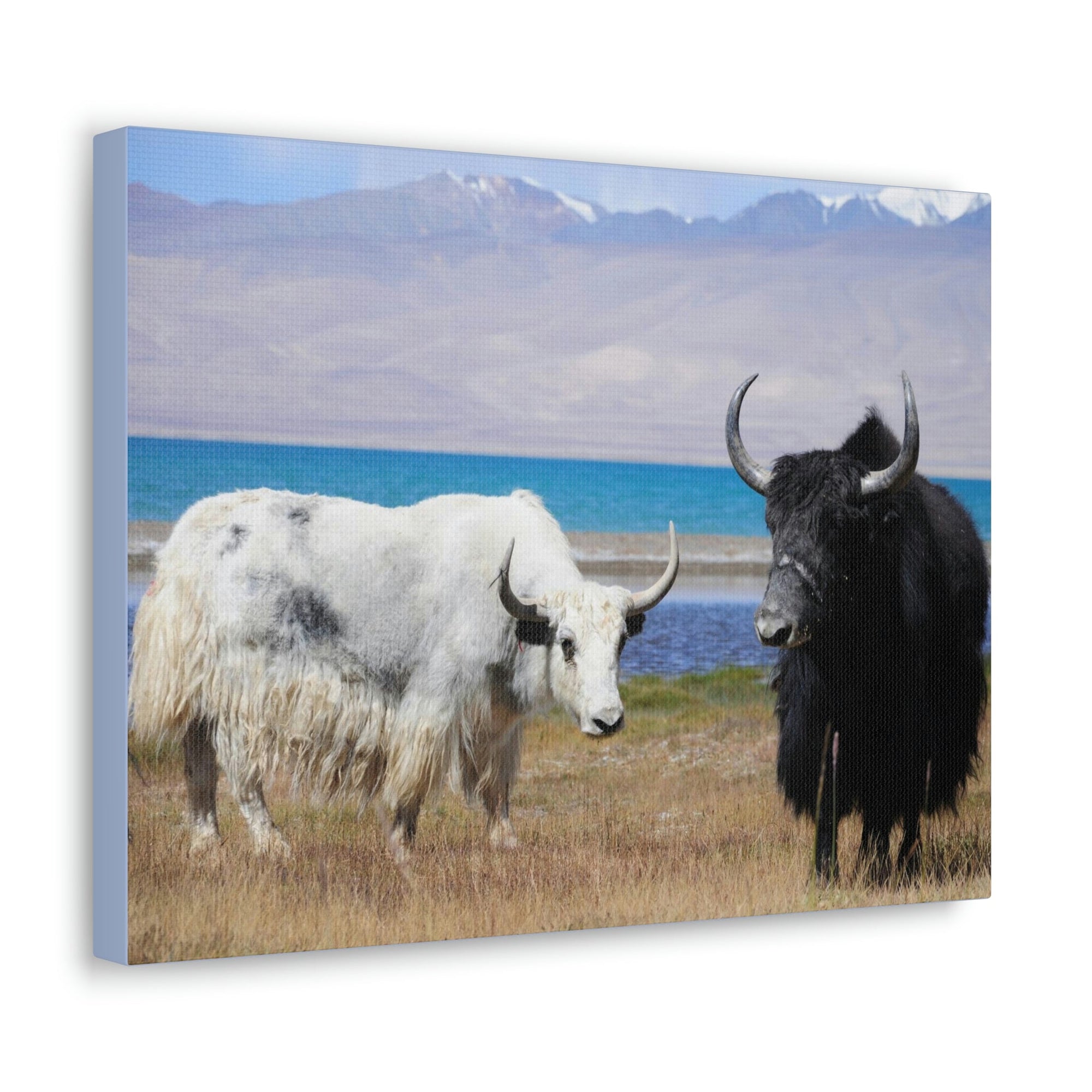 Scripture Walls Yak Couple Yak Couple Print Animal Wall Art Wildlife Canvas Prints Wall Art Ready to Hang Unframed-Express Your Love Gifts