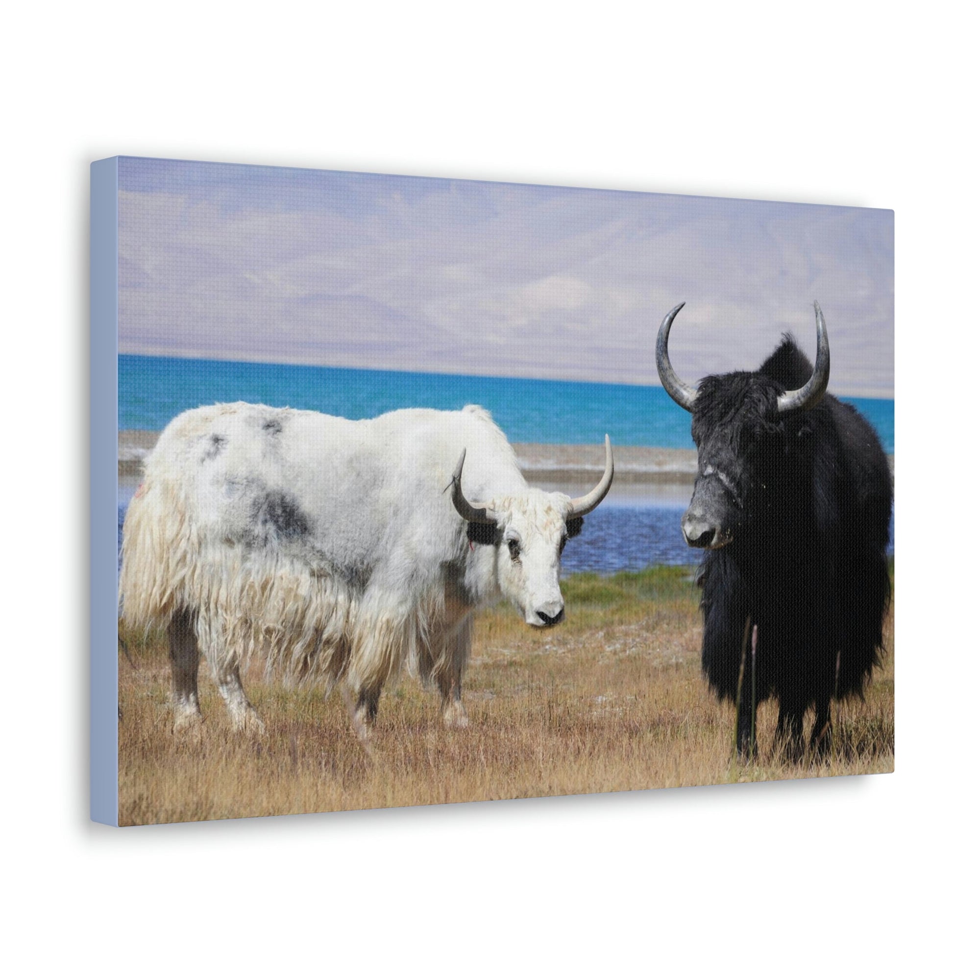 Scripture Walls Yak Couple Yak Couple Print Animal Wall Art Wildlife Canvas Prints Wall Art Ready to Hang Unframed-Express Your Love Gifts