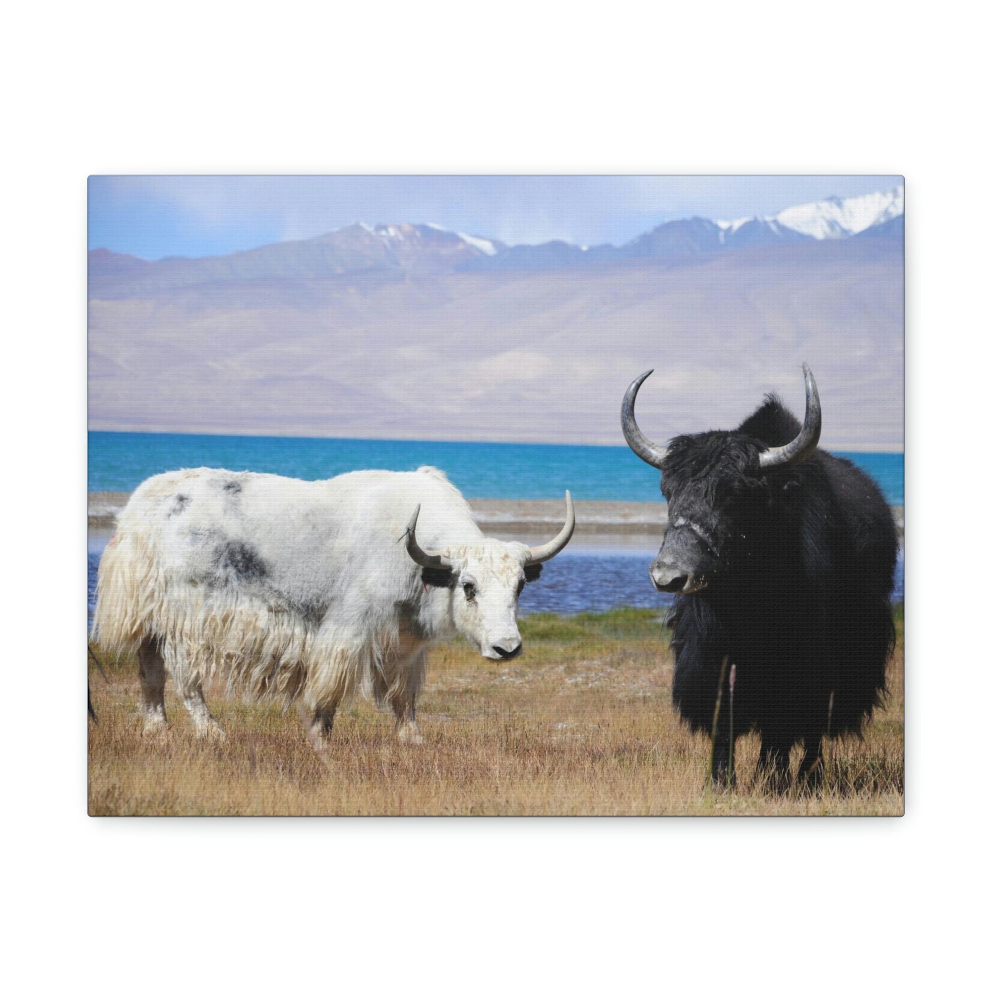 Scripture Walls Yak Couple Yak Couple Print Animal Wall Art Wildlife Canvas Prints Wall Art Ready to Hang Unframed-Express Your Love Gifts