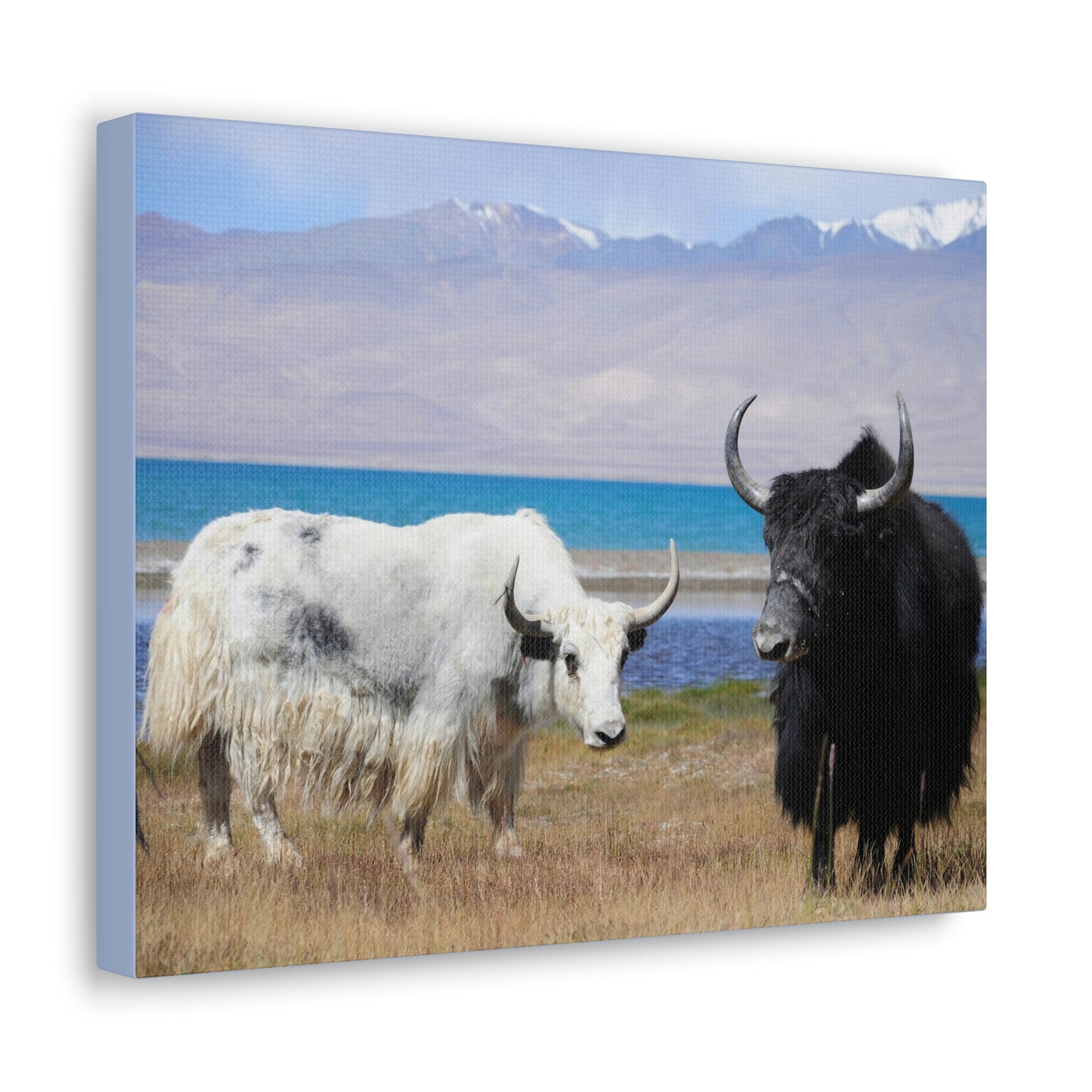 Scripture Walls Yak Couple Yak Couple Print Animal Wall Art Wildlife Canvas Prints Wall Art Ready to Hang Unframed-Express Your Love Gifts